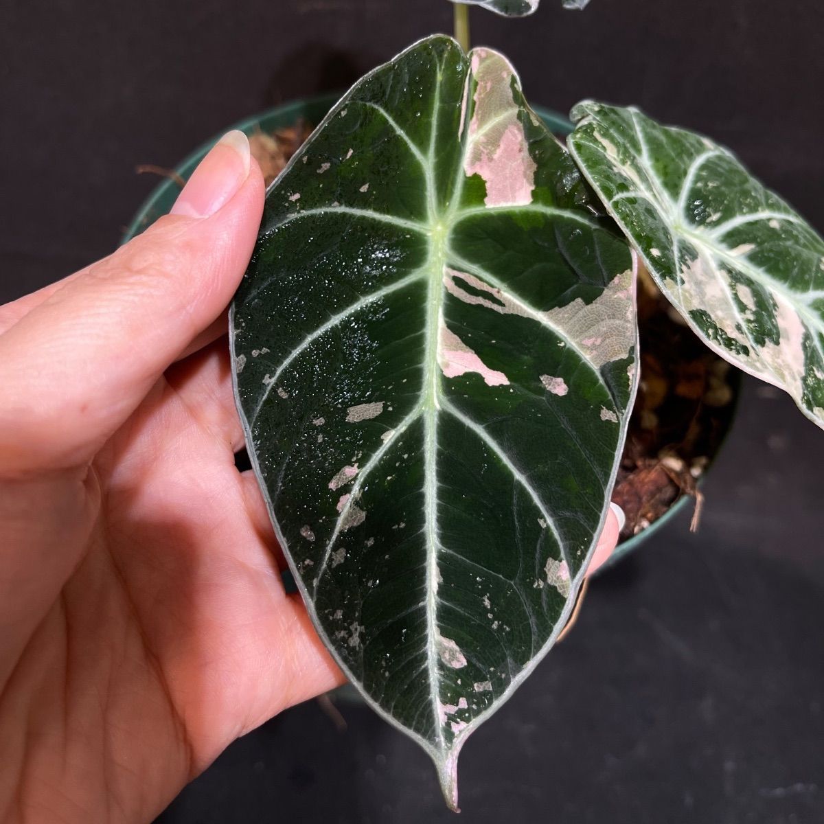 Alocasia Black Velvet Pink Variegatedアロカシア ブラックベルベット 