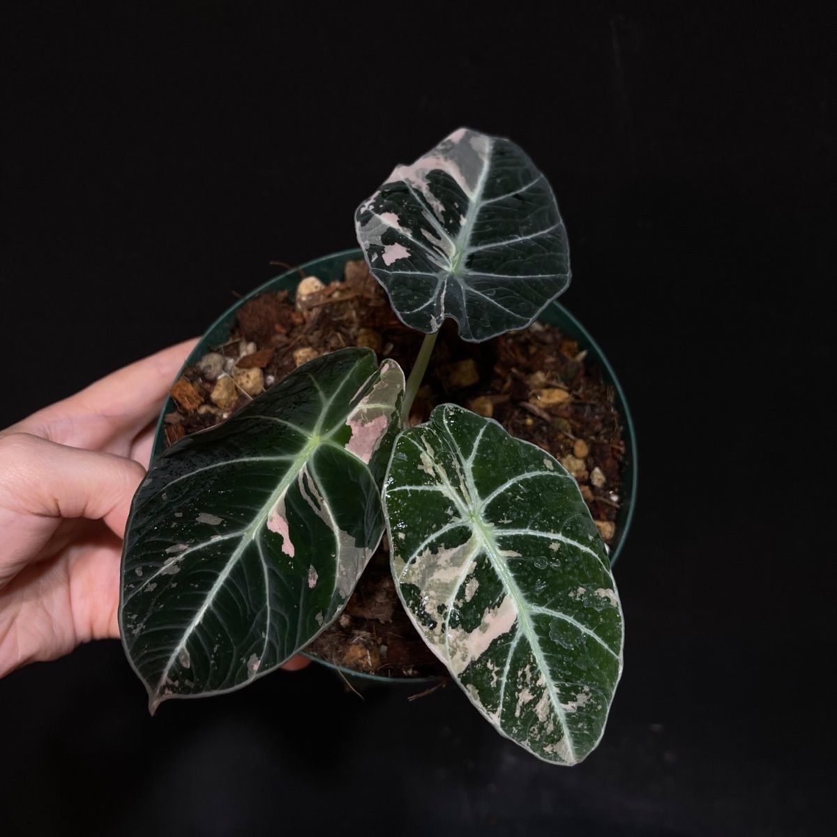Alocasia Black Velvet Pink Variegatedアロカシア ブラックベルベット 