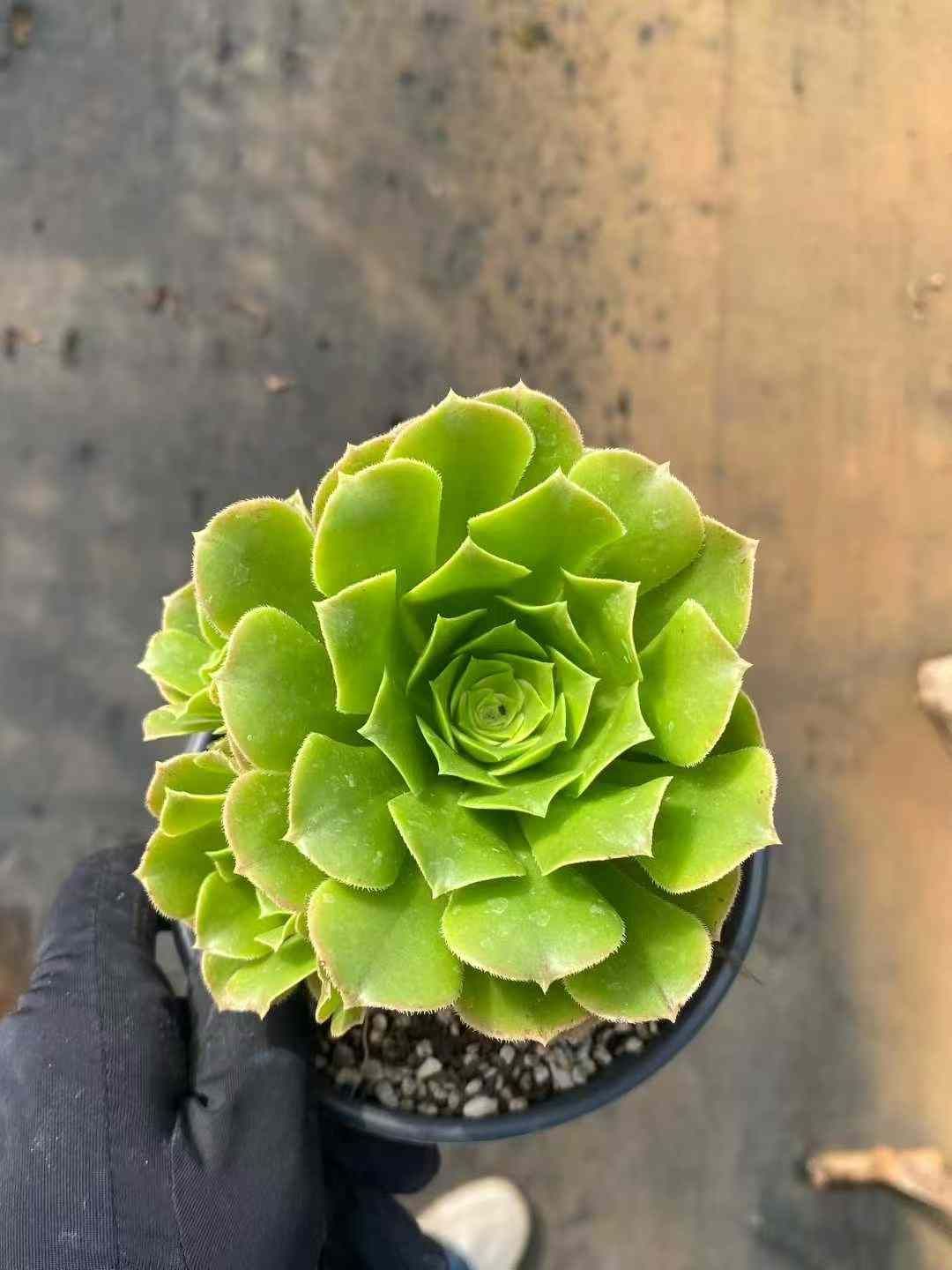 ご確認多肉 no22【ガラシャ】優木園 エケベリア属○成長記録○多肉植物 | みどり