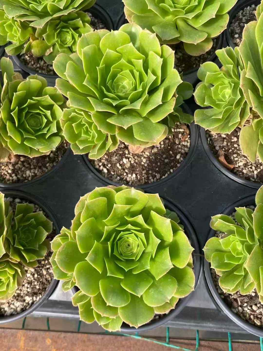 ご確認多肉 多肉植物 ホワイトミニマ錦 群生 新入荷 るる農園 | るる農園~多肉植物専門