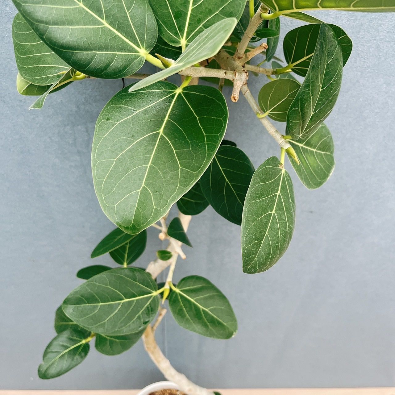 ベンガレンシス ゴムの木 曲がり フィカス 公式 現品 Ficus 公式通販