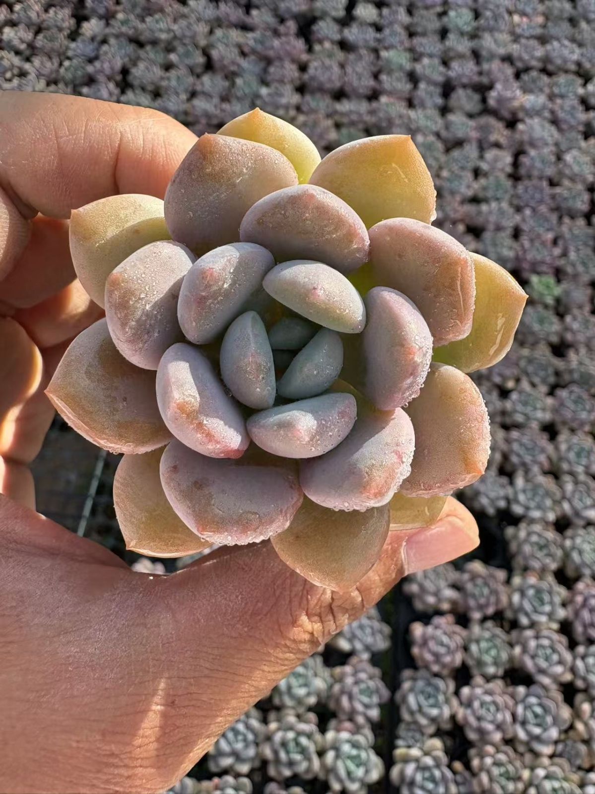 AX0208×6株 ピンハナヨウ 抜き苗 多肉植物 アエオニウム エケベリア