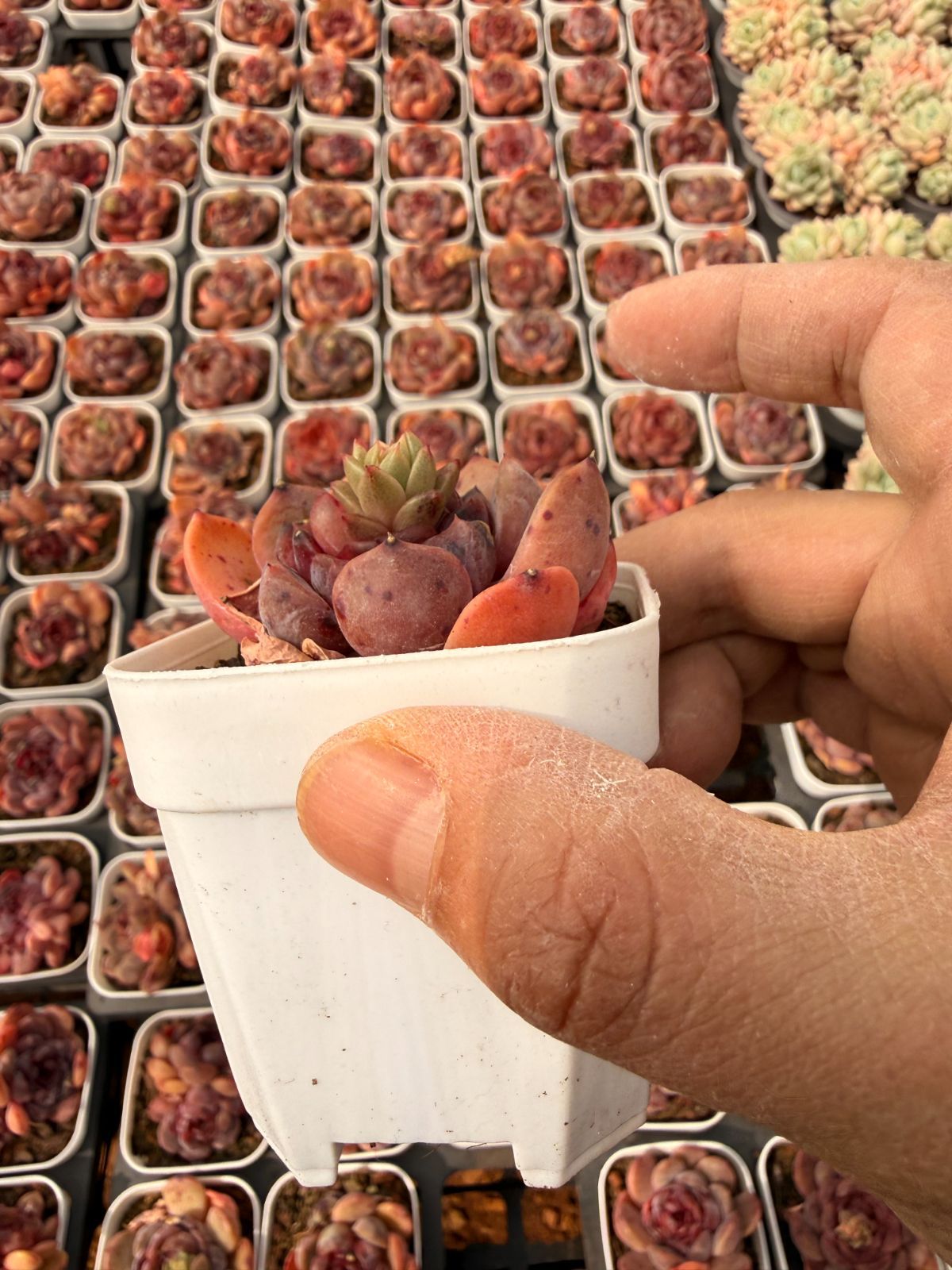 WBLHF2447×18株 コブセイバ 多肉植物 アエオニウム エケベリア カット 