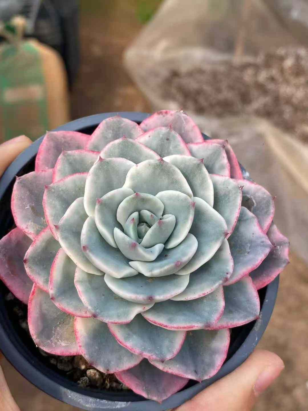 多肉植物　ピーチスアンクリーム　　抜き苗 多肉植物 ピーチスアンクリーム 抜き苗 多肉植物 ピーチスアンクリーム