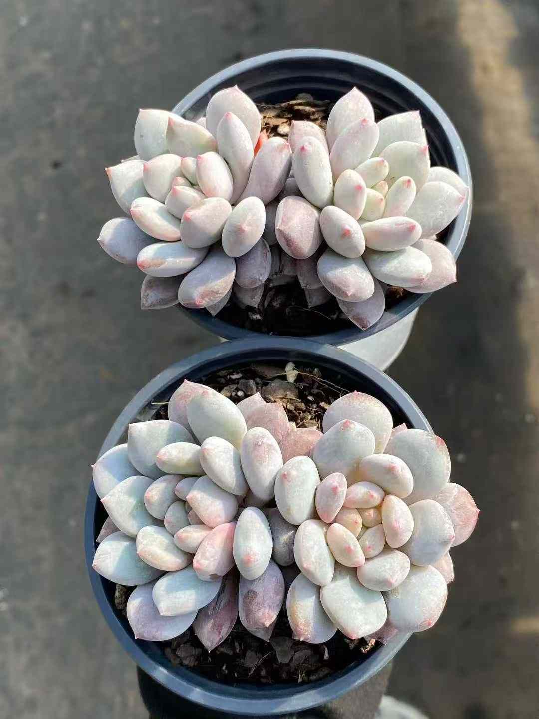 Top【選抜株】多肉植物　360464アエオニウム アゾラー50個プラグトレー苗 新入荷 ティア×50株 Z2387抜き苗 多肉植物 詰め合わせ アエオニウム