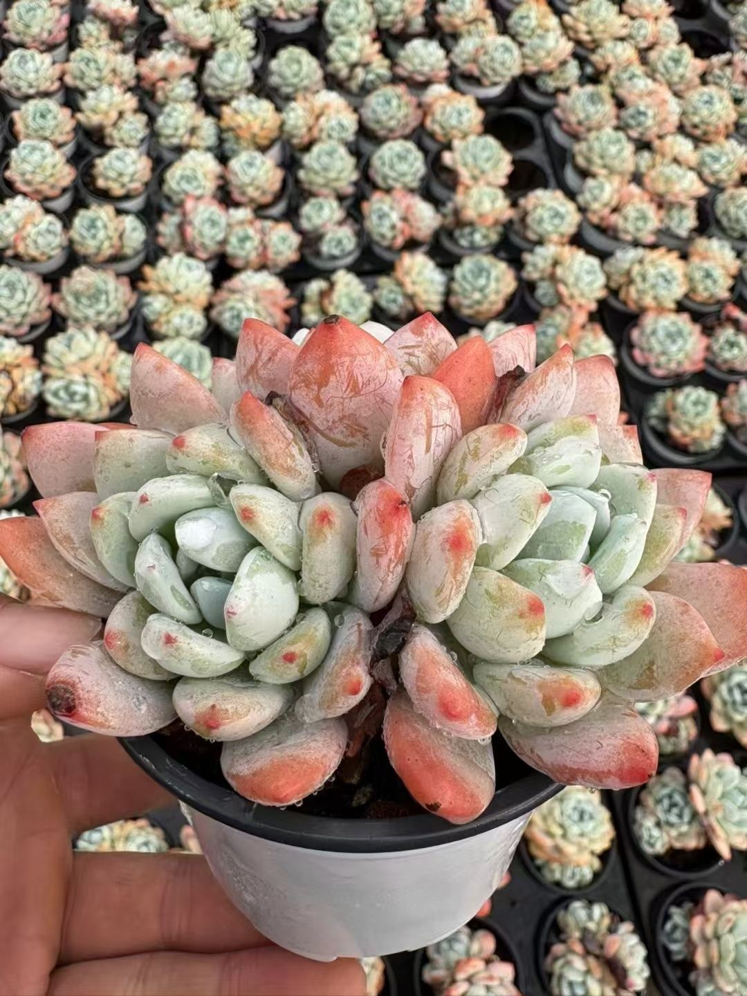105株 F31-2多肉植物 エケベリアレイコウ サボテン 観葉植物 花