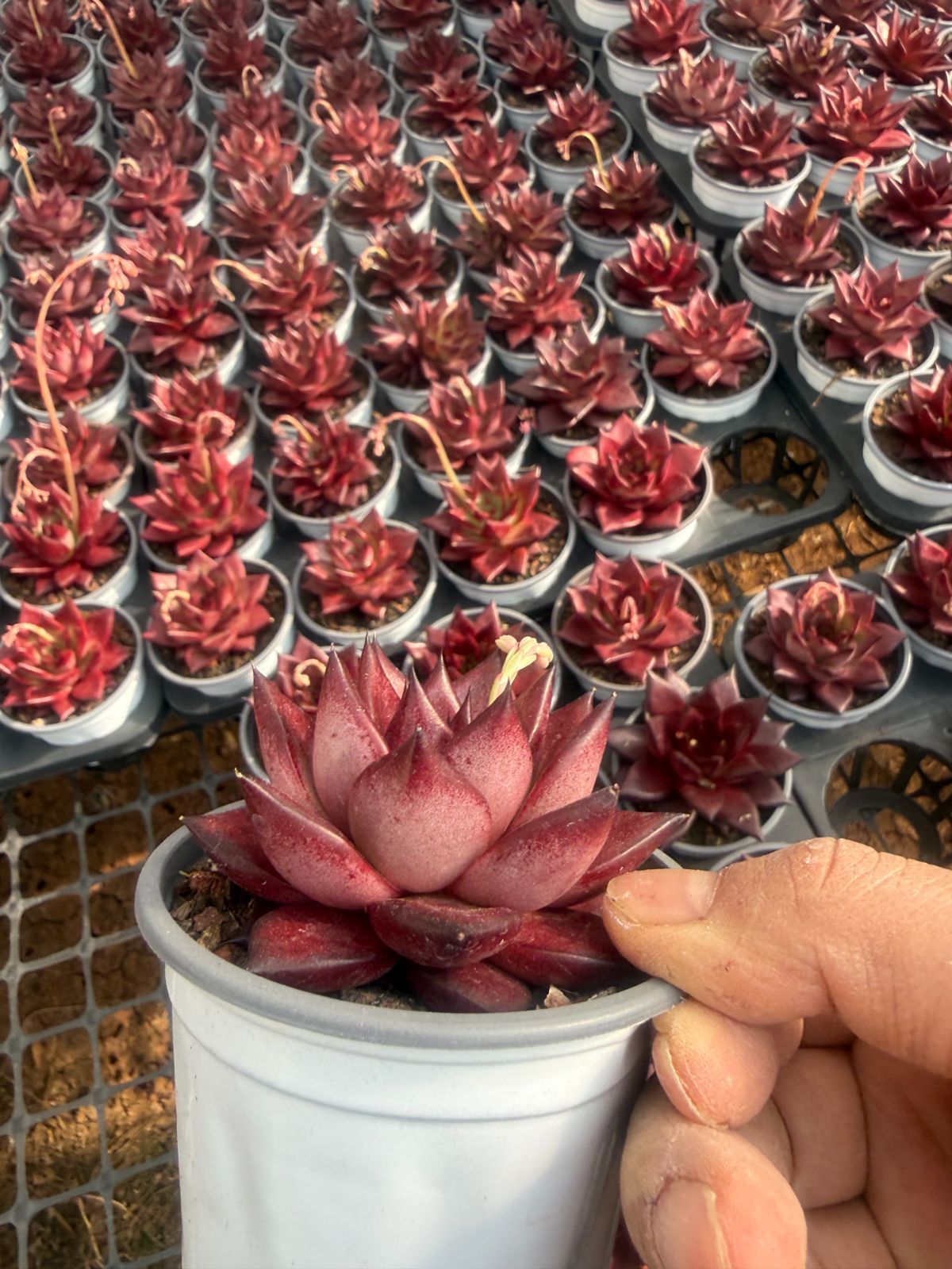 Top【選抜株】多肉植物18887アエオニウム シー　キング15個　鉢無し/脱土 新規オープン記念 マリア×15株 多肉植物 抜き苗 エケベリア セダム