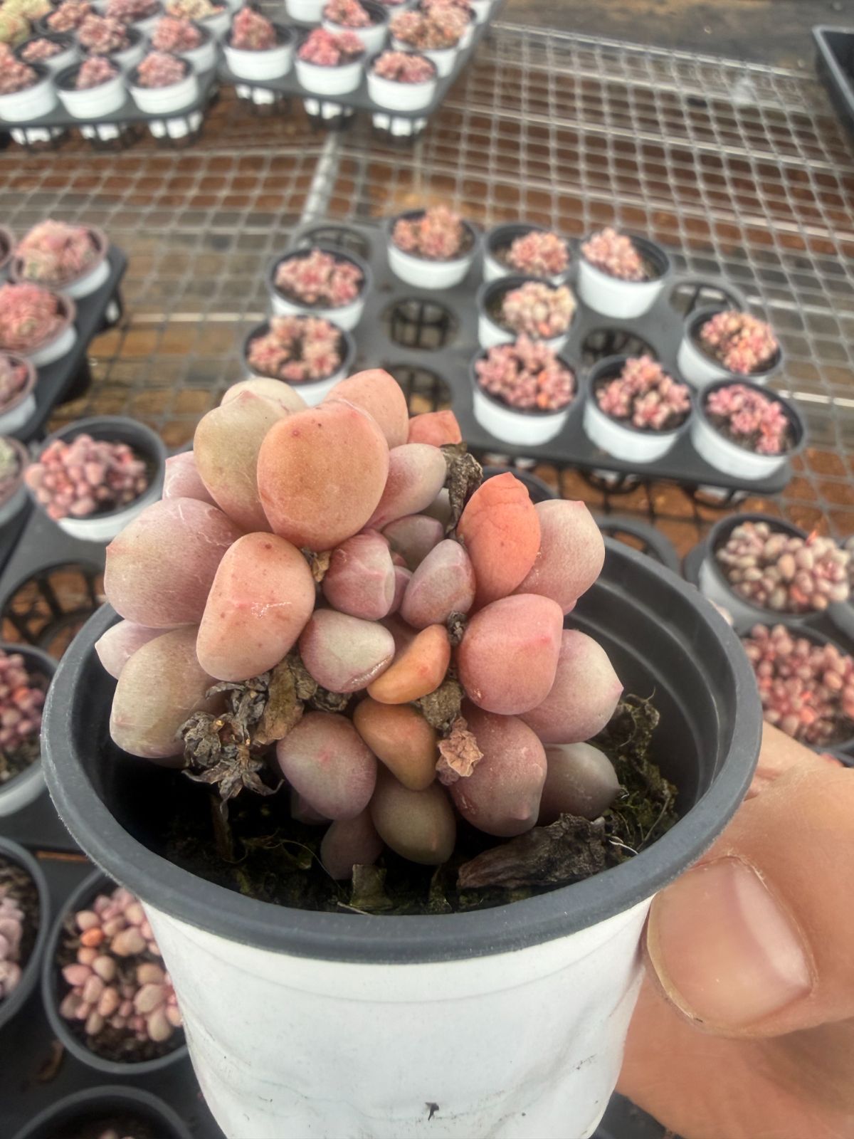 Top【選抜株】多肉植物264654アエオニウム メドゥーサー6個　鉢無し/脱土 新入荷 ティア×50株 Z2387抜き苗 多肉植物 詰め合わせ アエオニウム