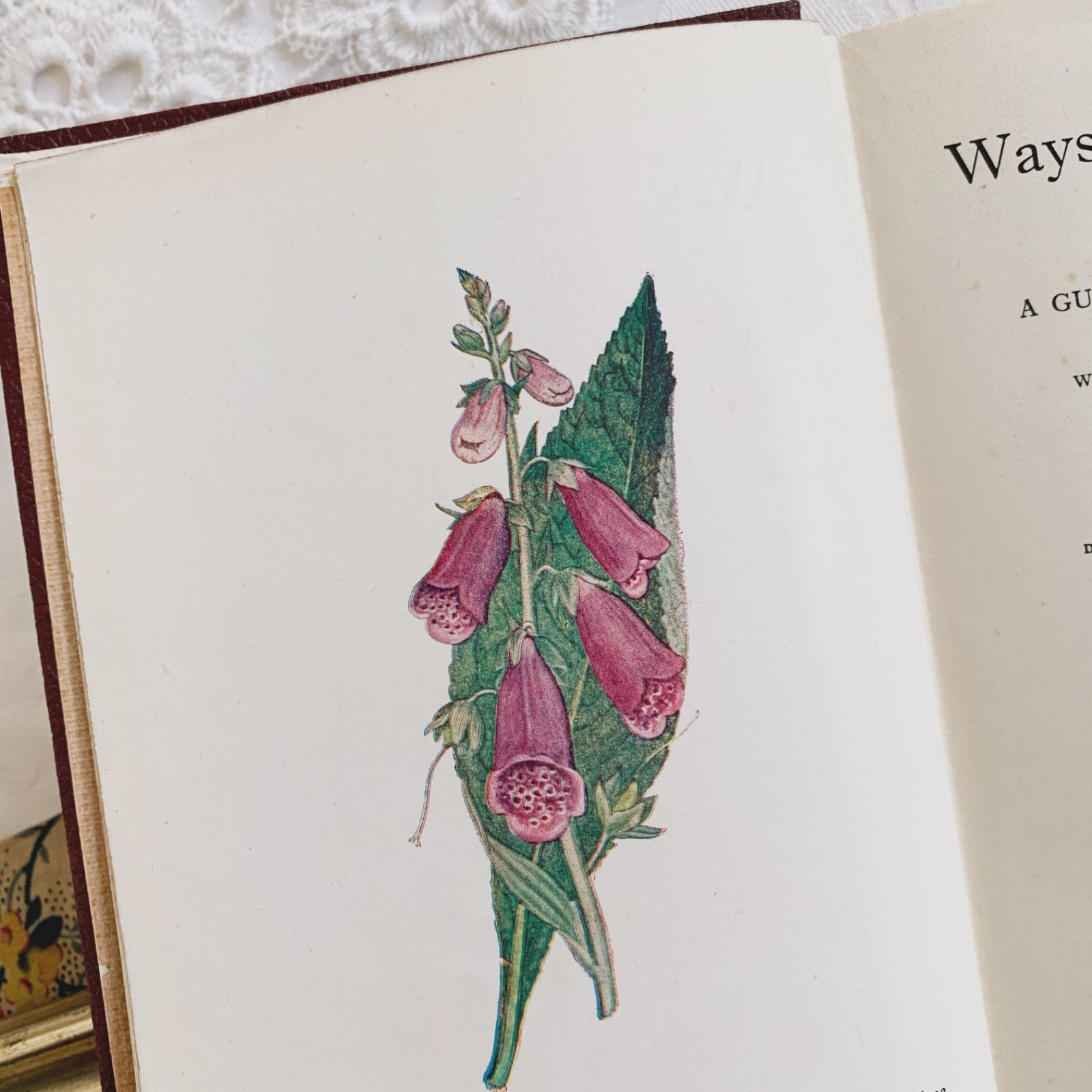 1948年 -日々に寄り添う可憐な花々- 植物についてのビンテージ洋書