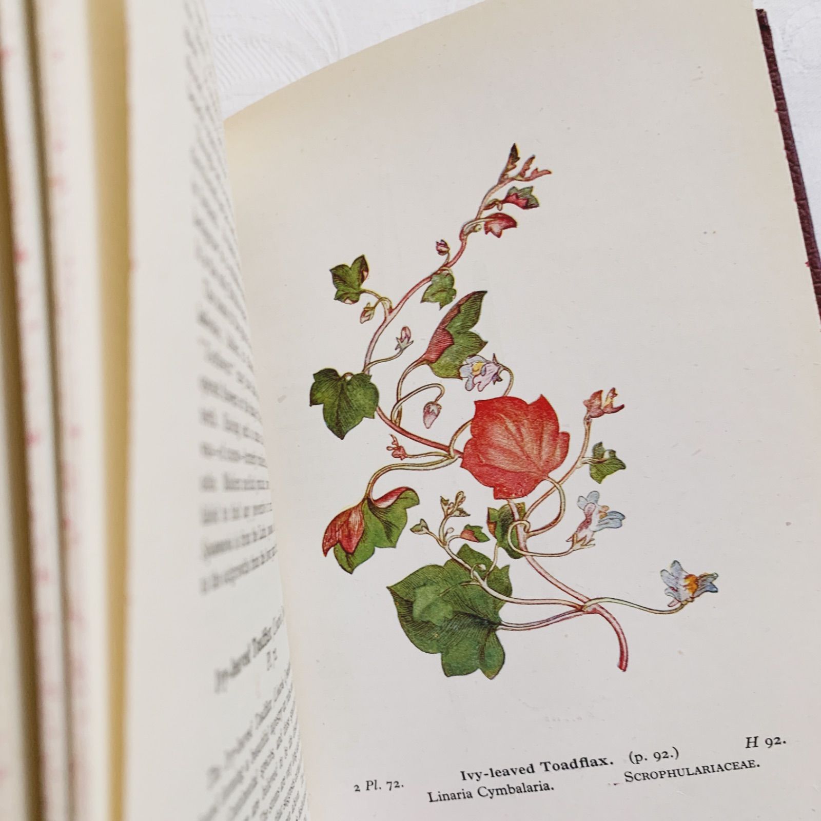 1948年 -日々に寄り添う可憐な花々- 植物についてのビンテージ洋書