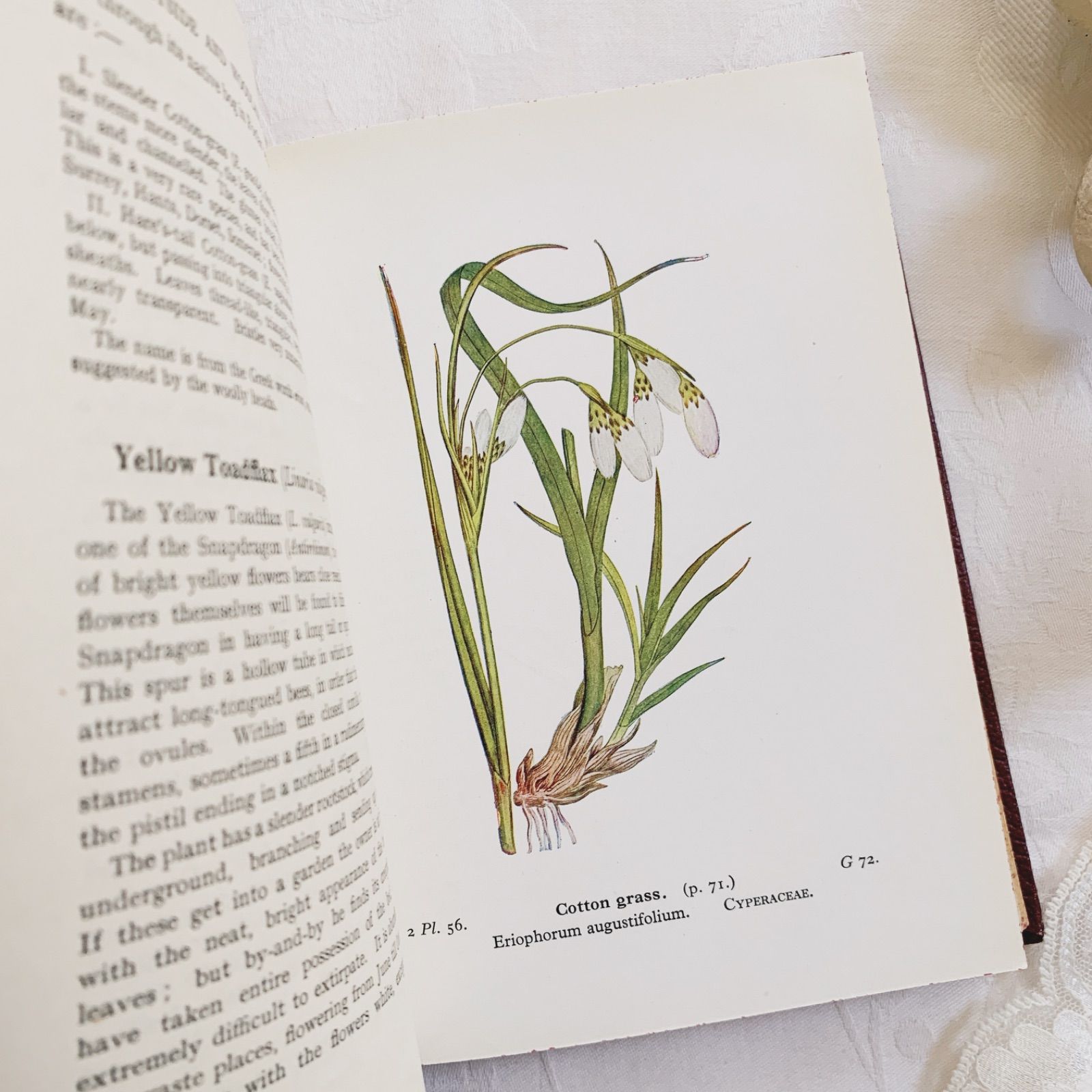 1948年 -日々に寄り添う可憐な花々- 植物についてのビンテージ洋書