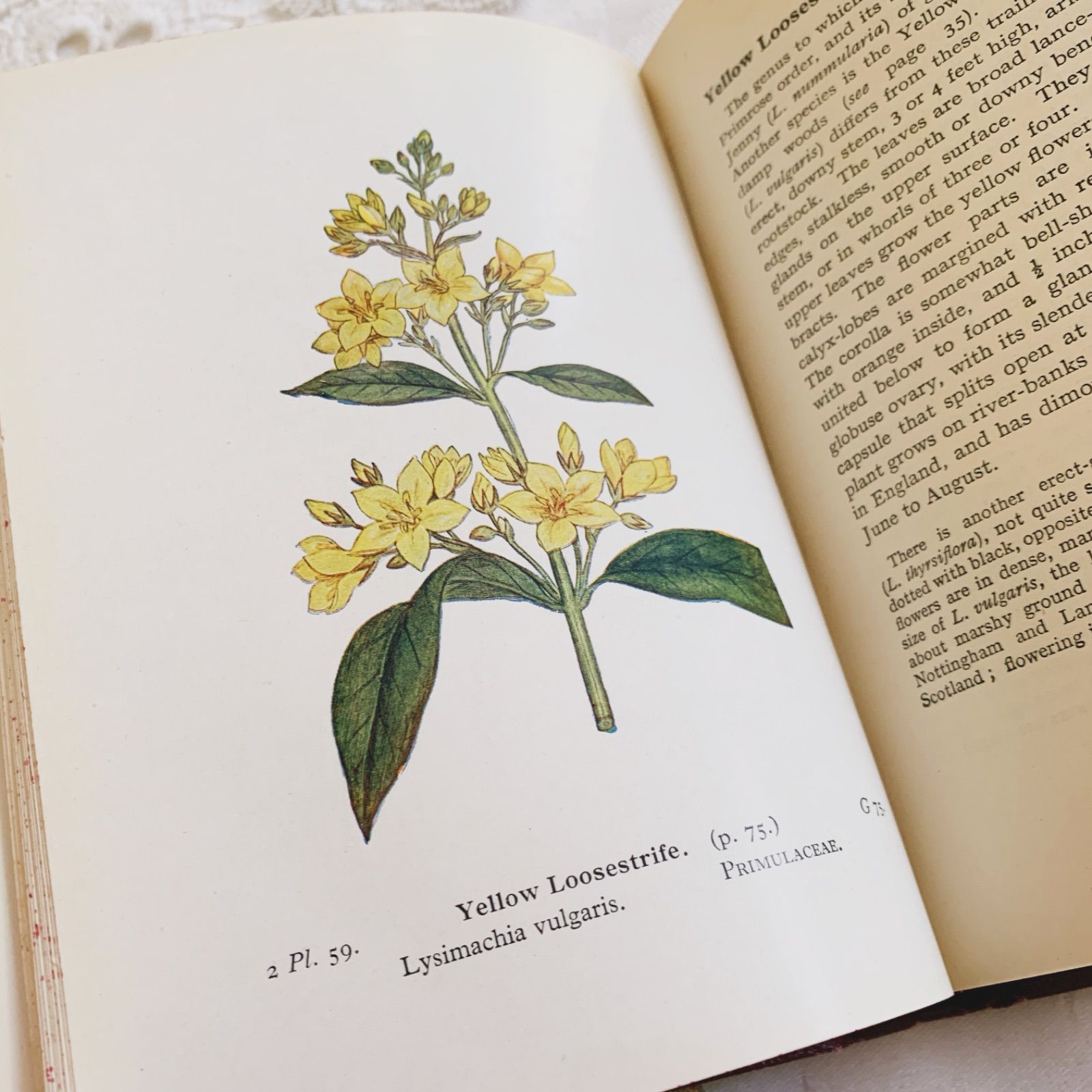 1948年 -日々に寄り添う可憐な花々- 植物についてのビンテージ洋書