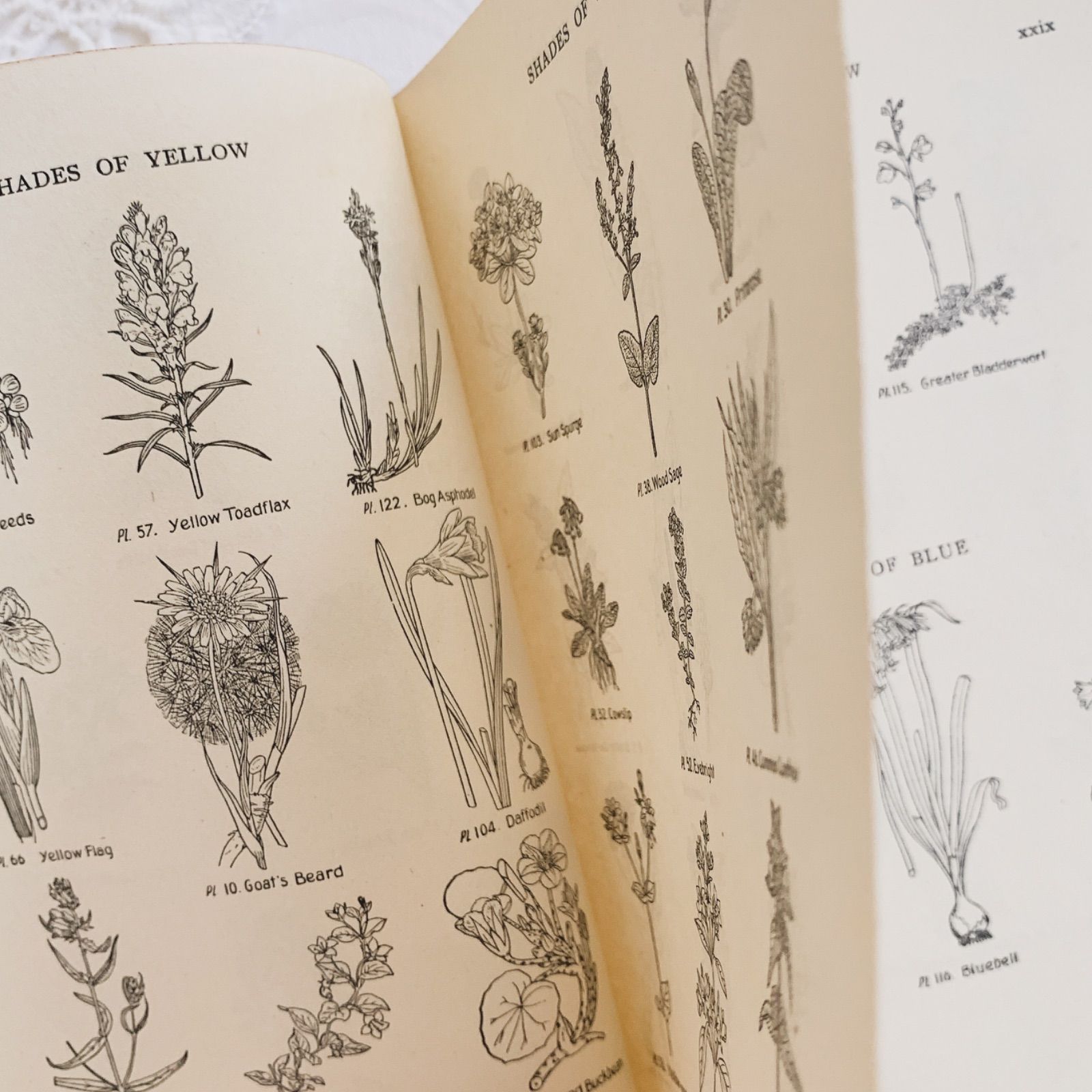 1948年 -日々に寄り添う可憐な花々- 植物についてのビンテージ洋書