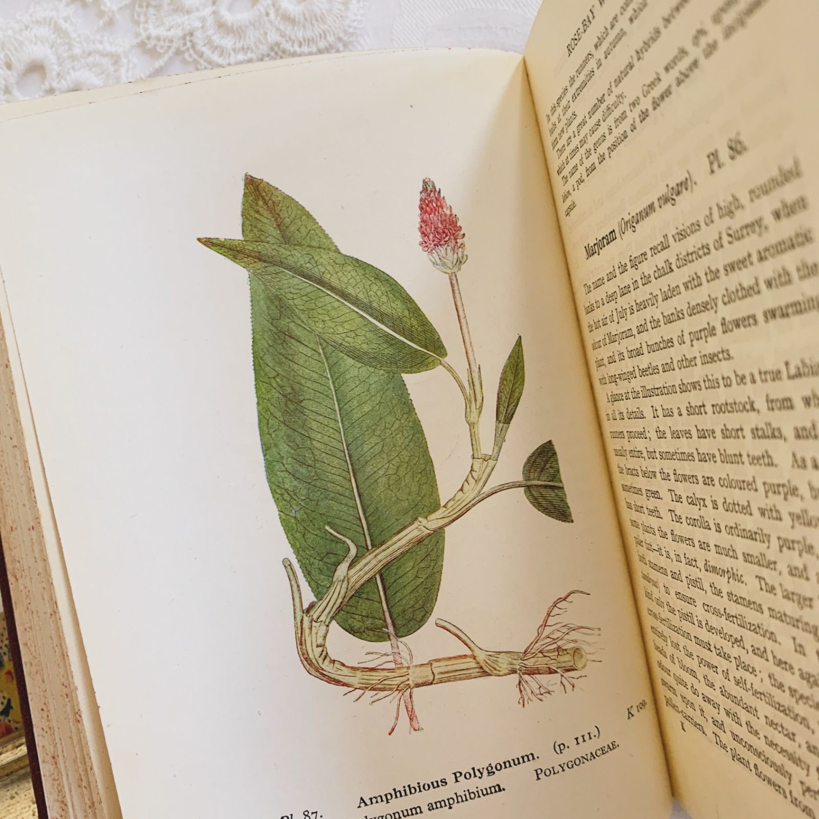 1948年 -日々に寄り添う可憐な花々- 植物についてのビンテージ洋書