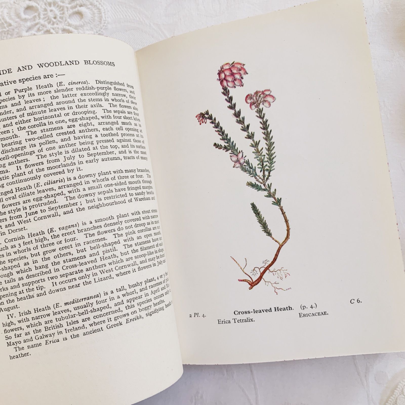 希少なヴィンテージ植物図鑑2巻セット　繊細で美しい植物画300点　洋書・古書 1948年 -日々に寄り添う可憐な花々- 植物についてのビンテージ洋書