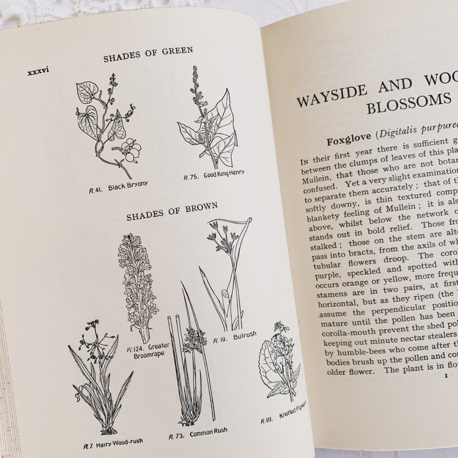 1948年 -日々に寄り添う可憐な花々- 植物についてのビンテージ洋書