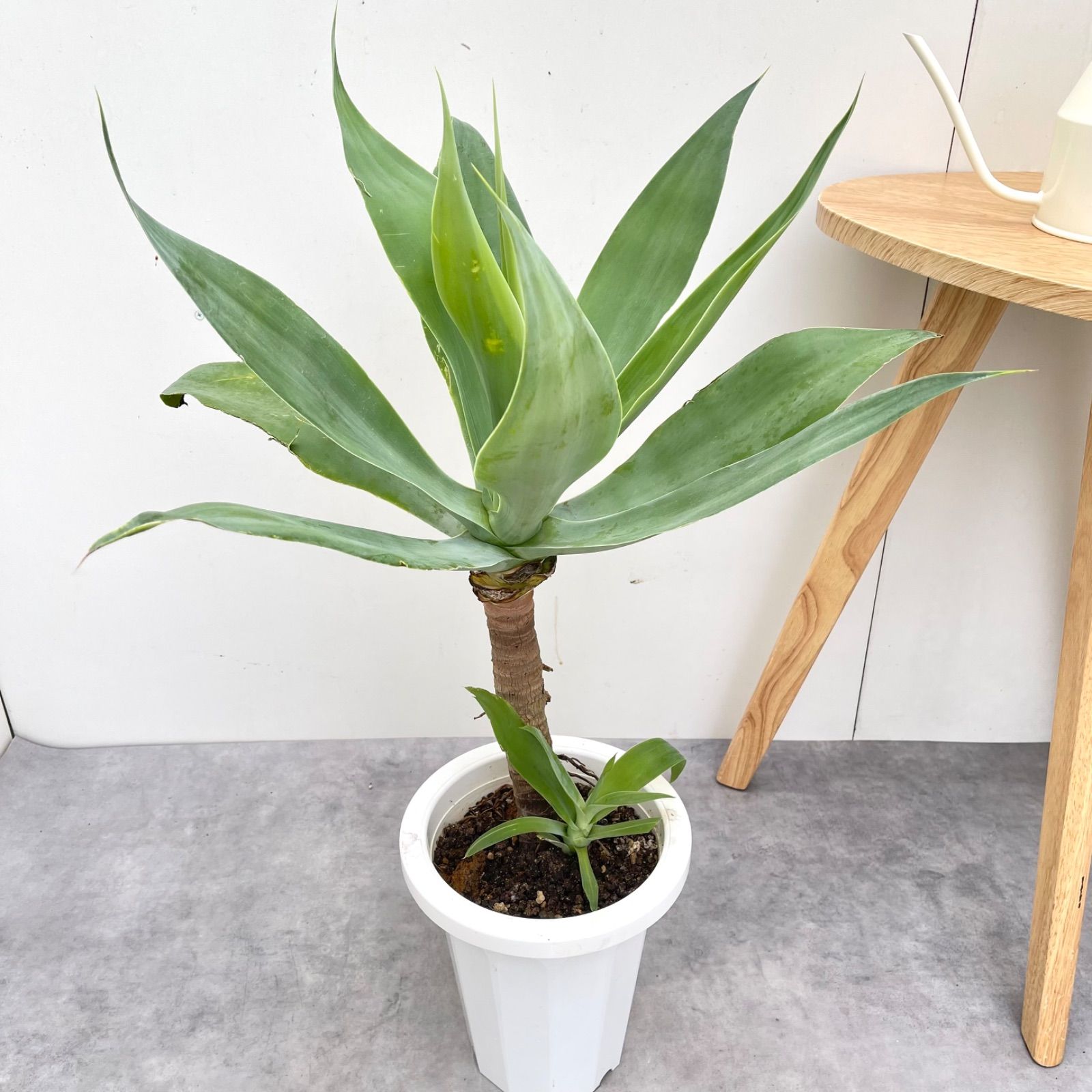 アガベ アテナータ 9【現品】観葉植物 7号 屋外 - メルカリ
