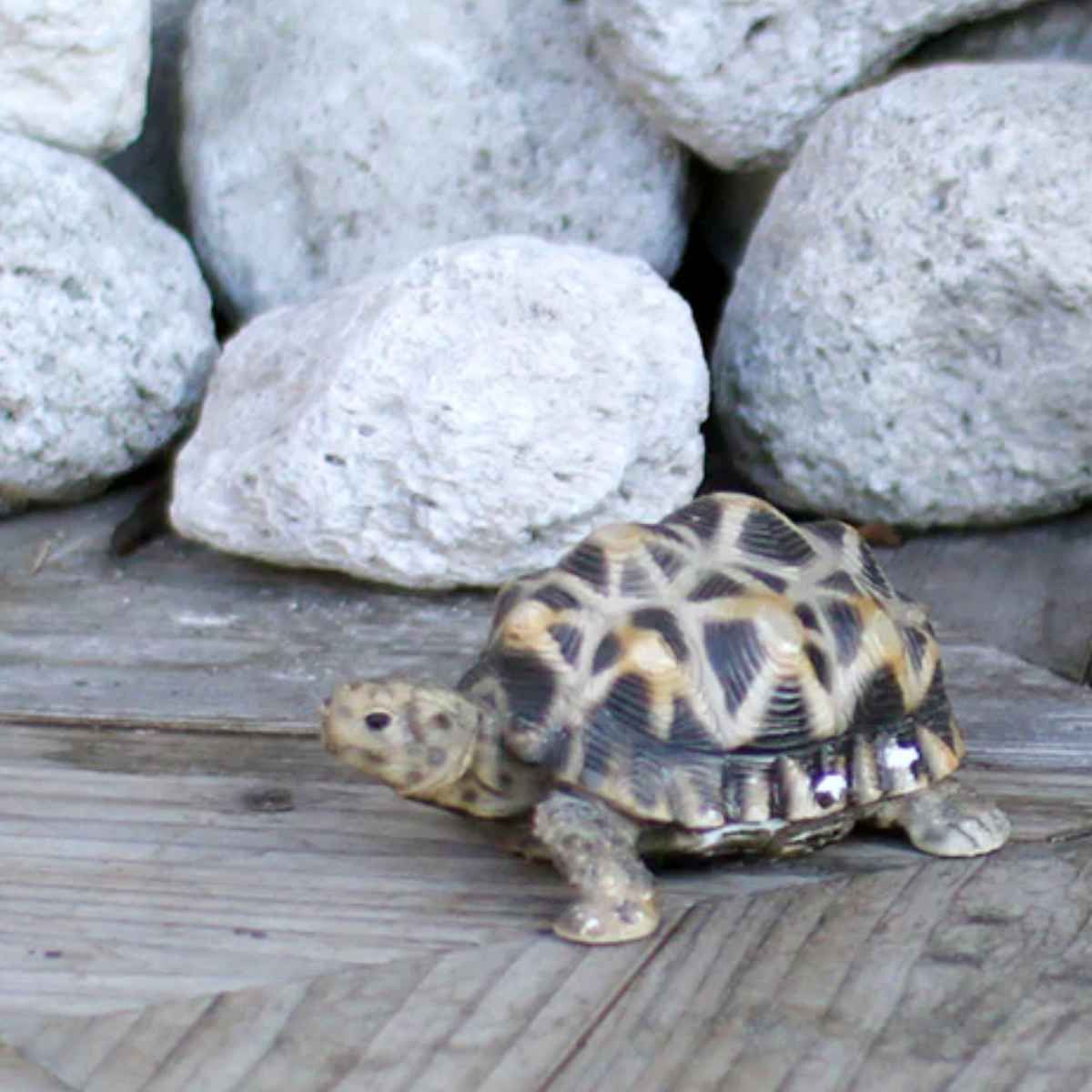 オブジェ インドホシガメ ペットバンク 貯金箱 （ 置物 動物 雑貨