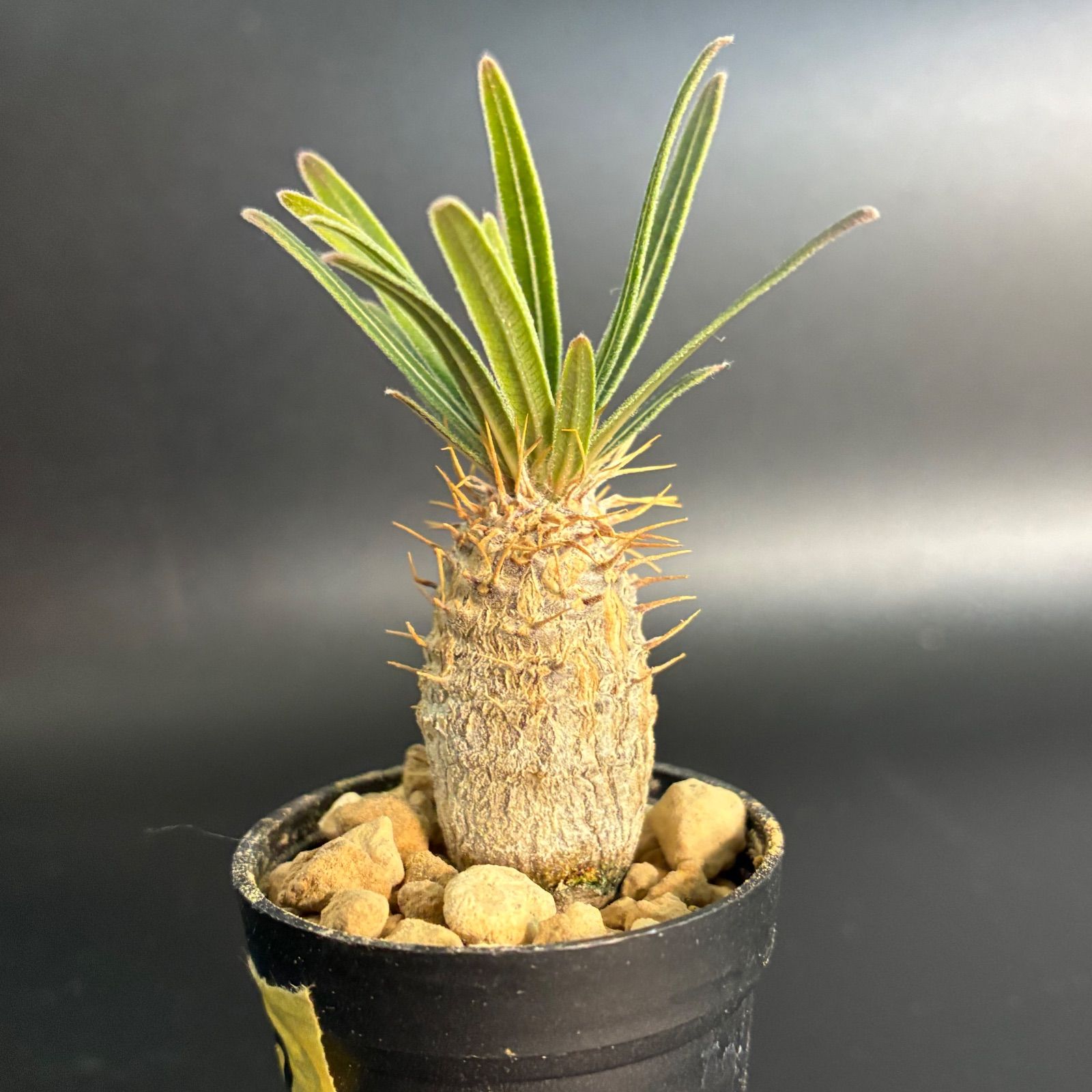 塊根植物】パキポディウム グラキリス 鉢ごと発送 送料無料 #237