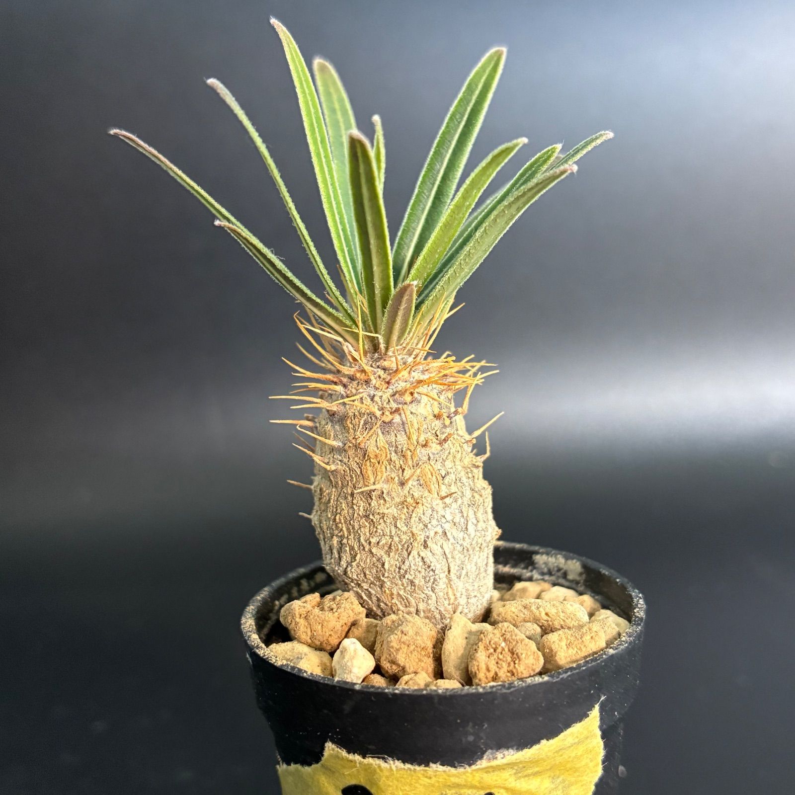 塊根植物】パキポディウム グラキリス 鉢ごと発送 送料無料 #237