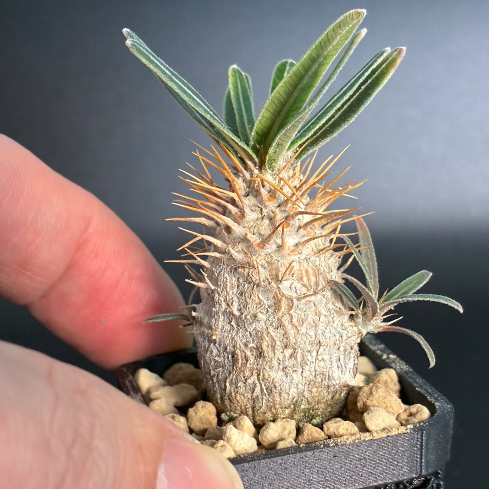 塊根植物】 パキポディウム グラキリス 鉢ごと発送 送料無料 #240