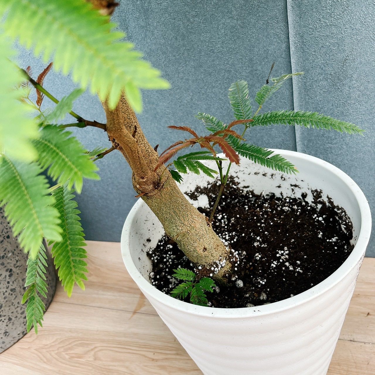 現品］19番 エバーフレッシュ 曲がり 8号 観葉植物 室内 大型 人気 