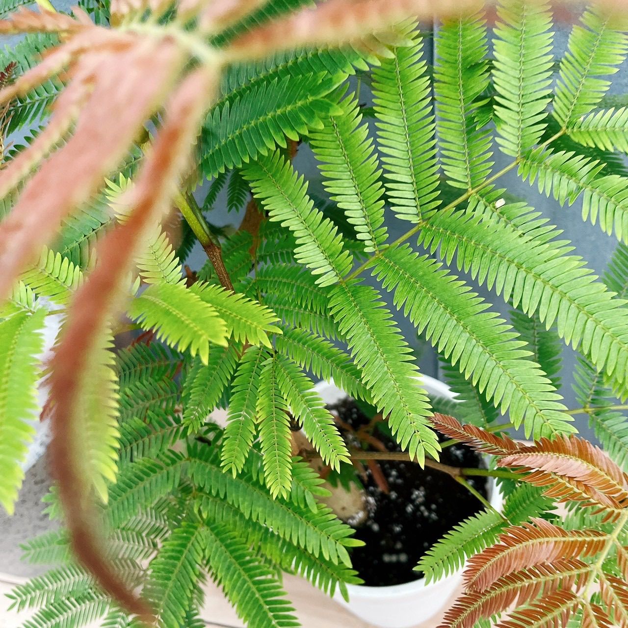 現品］19番 エバーフレッシュ 曲がり 8号 観葉植物 室内 大型 人気 
