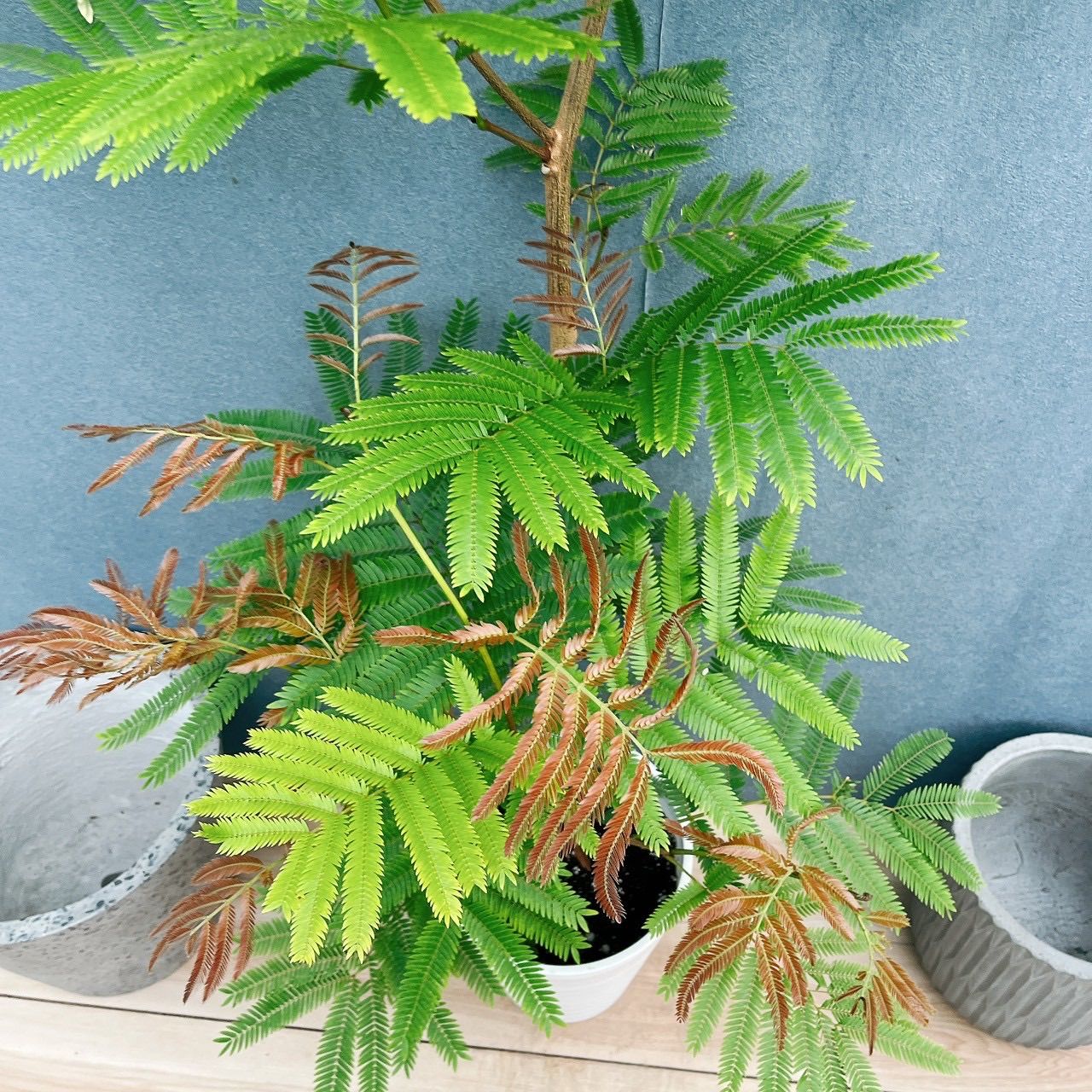 エバーフレッシュ 観葉植物 室内用 超大型 エバーフレッシュ 大型 観葉