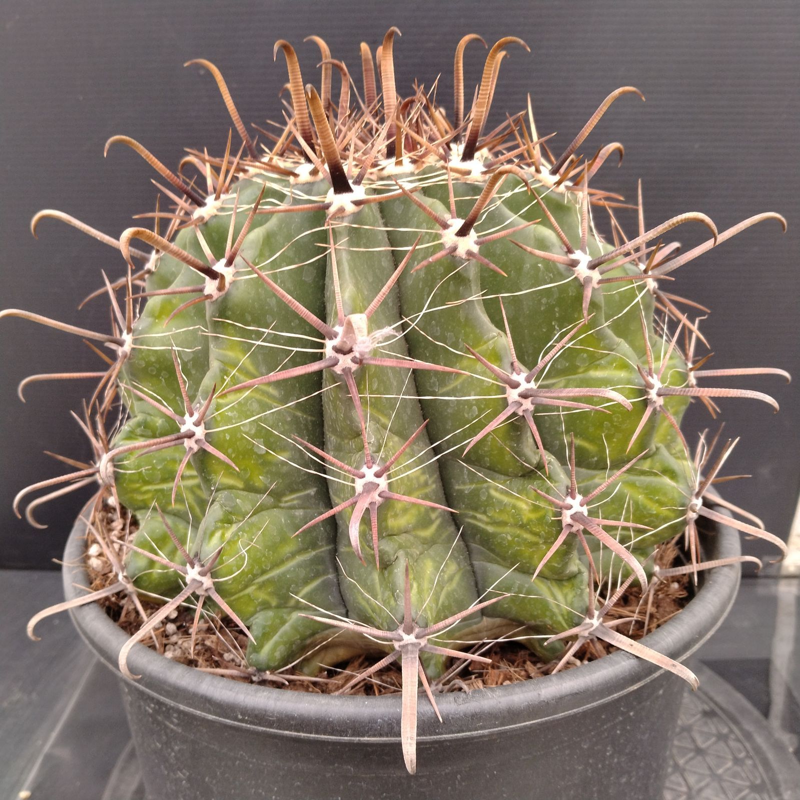 発根済 10号サボテン 半島玉 10号 フェロカクタス大株2 観葉植物