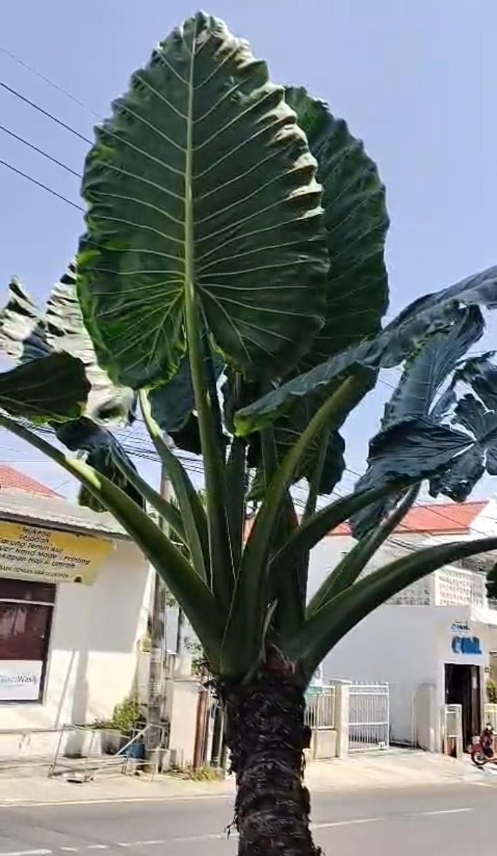 輸入直後!! 特大サイズ ▽ Alocasia robusta Wild▽ C18 アロカシア