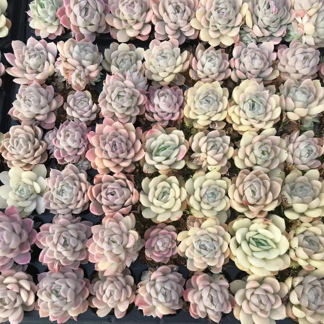 新入荷 ゴシキウメ 鮮やかな72苗セット 土と根付き 多肉植物