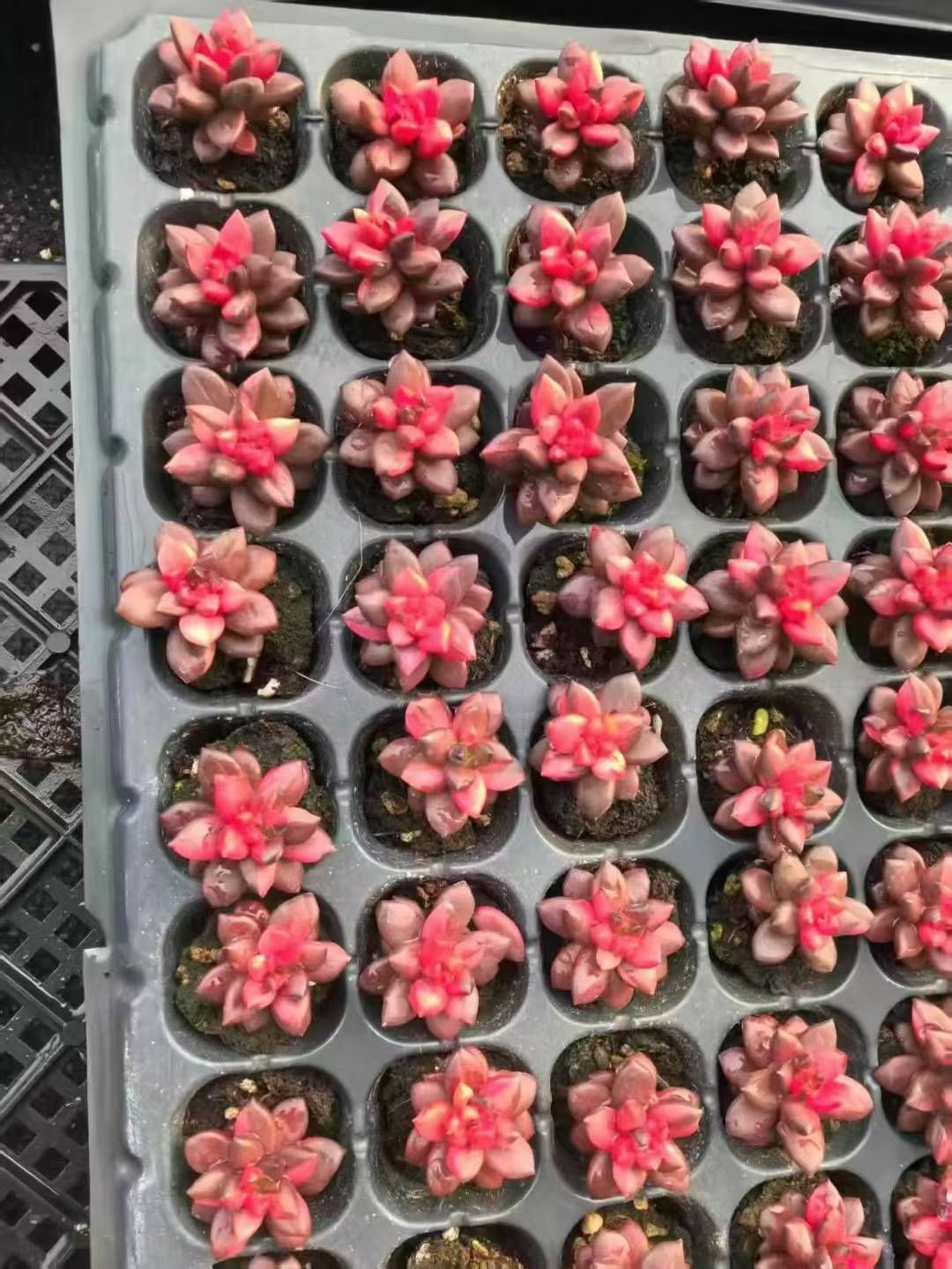 多肉植物　エケベリア105苗 詰め合わせセット 新入荷 クロビジンニシキ 鮮やかな105苗セット 土と根付き 多肉植物