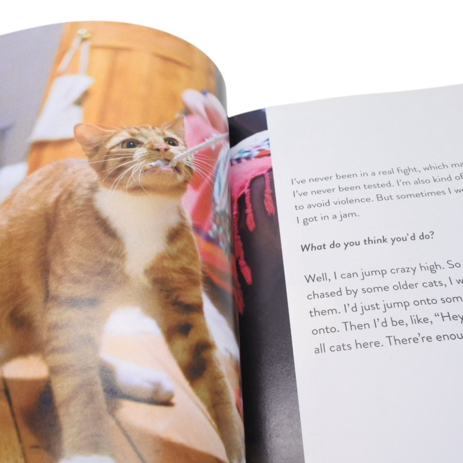 ニューヨークの猫写真集 本 ネコ ねこ 動物 本 雑誌 美品 中古