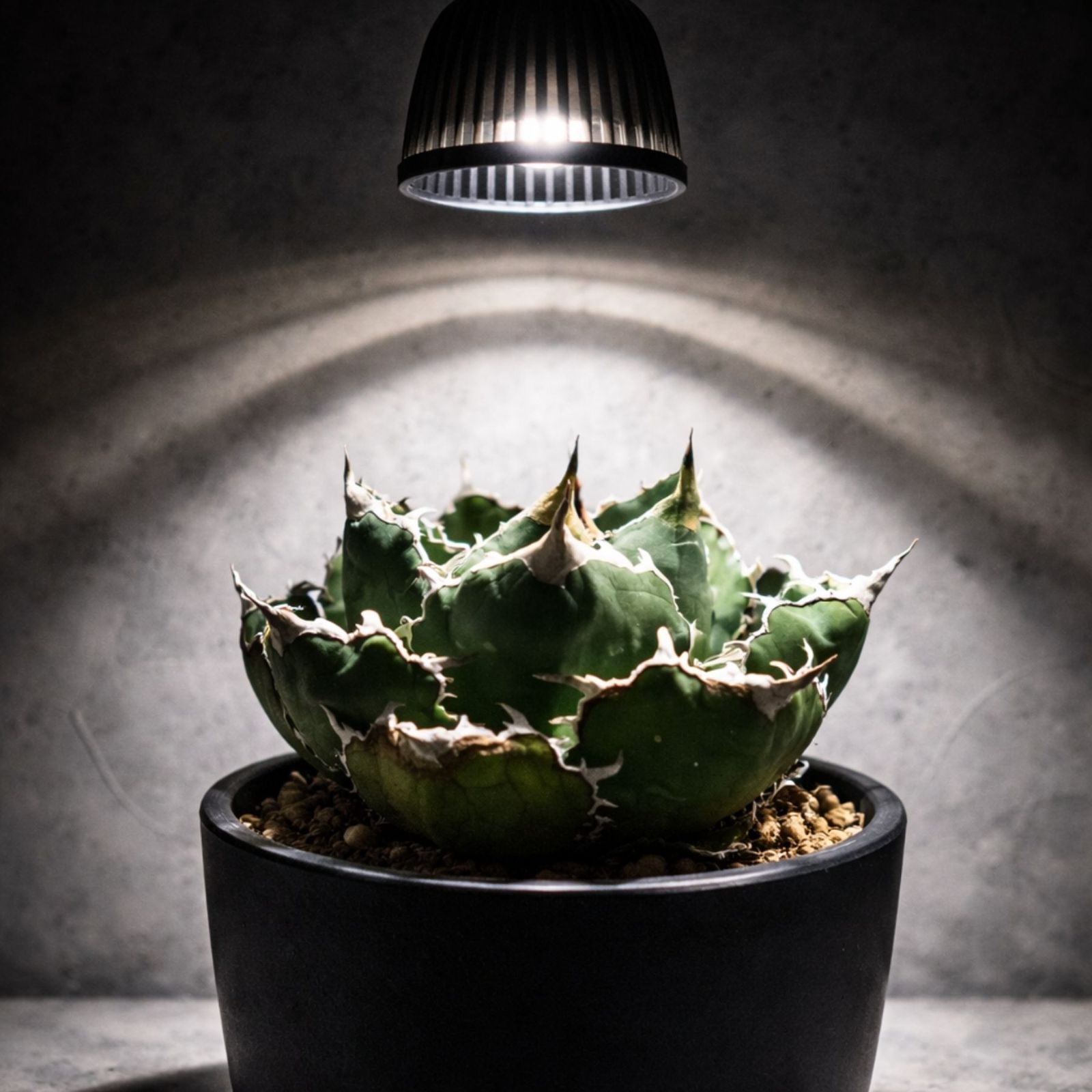 2個set】植物育成ライト LED PAR20 15W 6000K 高輝度 COB 観葉 2個set】植物育成ライト LED PAR20 15W 6000K 高輝度 COB 観葉