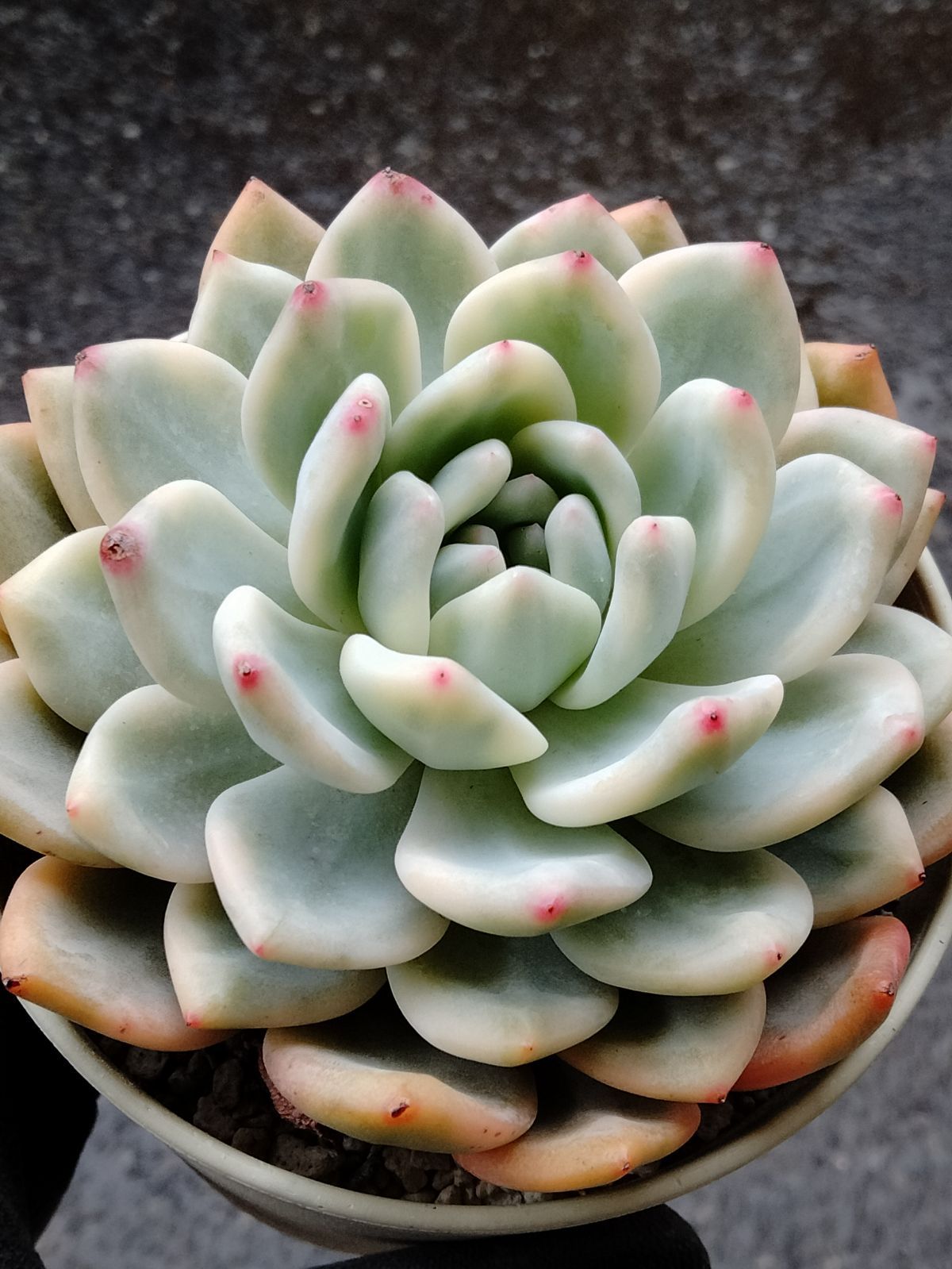 アリエル錦 大苗】 エケベリア 多肉植物 - メルカリ アリエル錦 大苗】 エケベリア 多肉植物 - メルカリ
