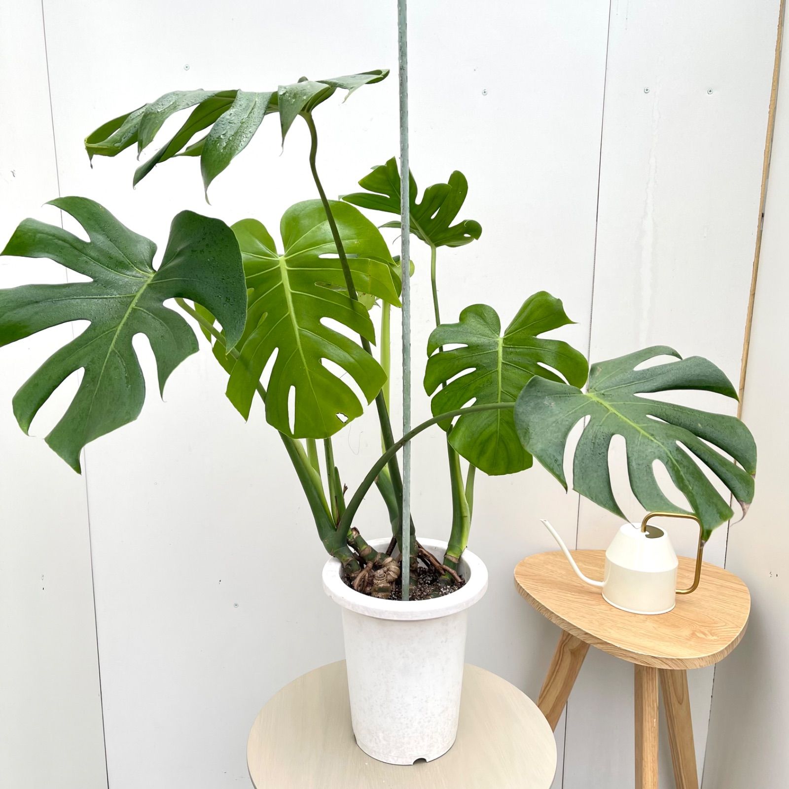 モンステラ 室内観葉 大型 観葉 植物 モンステラ 観葉植物 大型 初心者