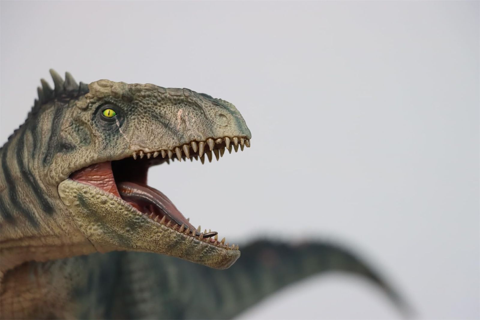 人気セール，SALE DINO DREAM 1/30 サイズ ギガノトサウルス 限定版