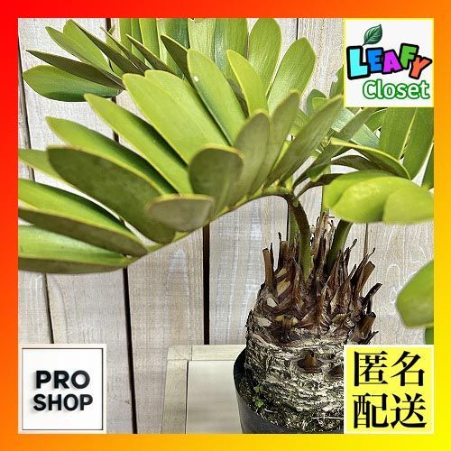 メキシコソテツ(ザミア フルフラケア) 4号硬質ポット(個体おまかせ1鉢