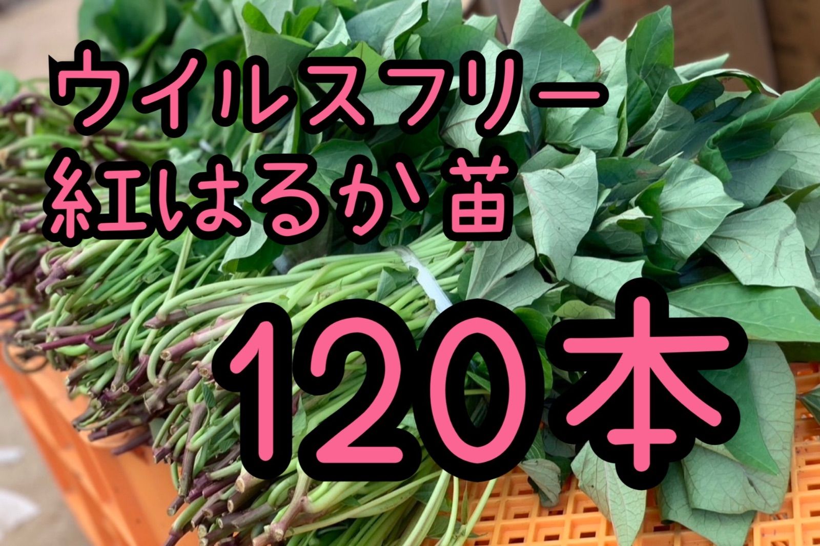 予約受付中】紅はるか苗☆ウイルスフリー 120本 4月上旬から発送 予約受付中】紅はるか苗☆ウイルスフリー 120本 4月上旬から発送