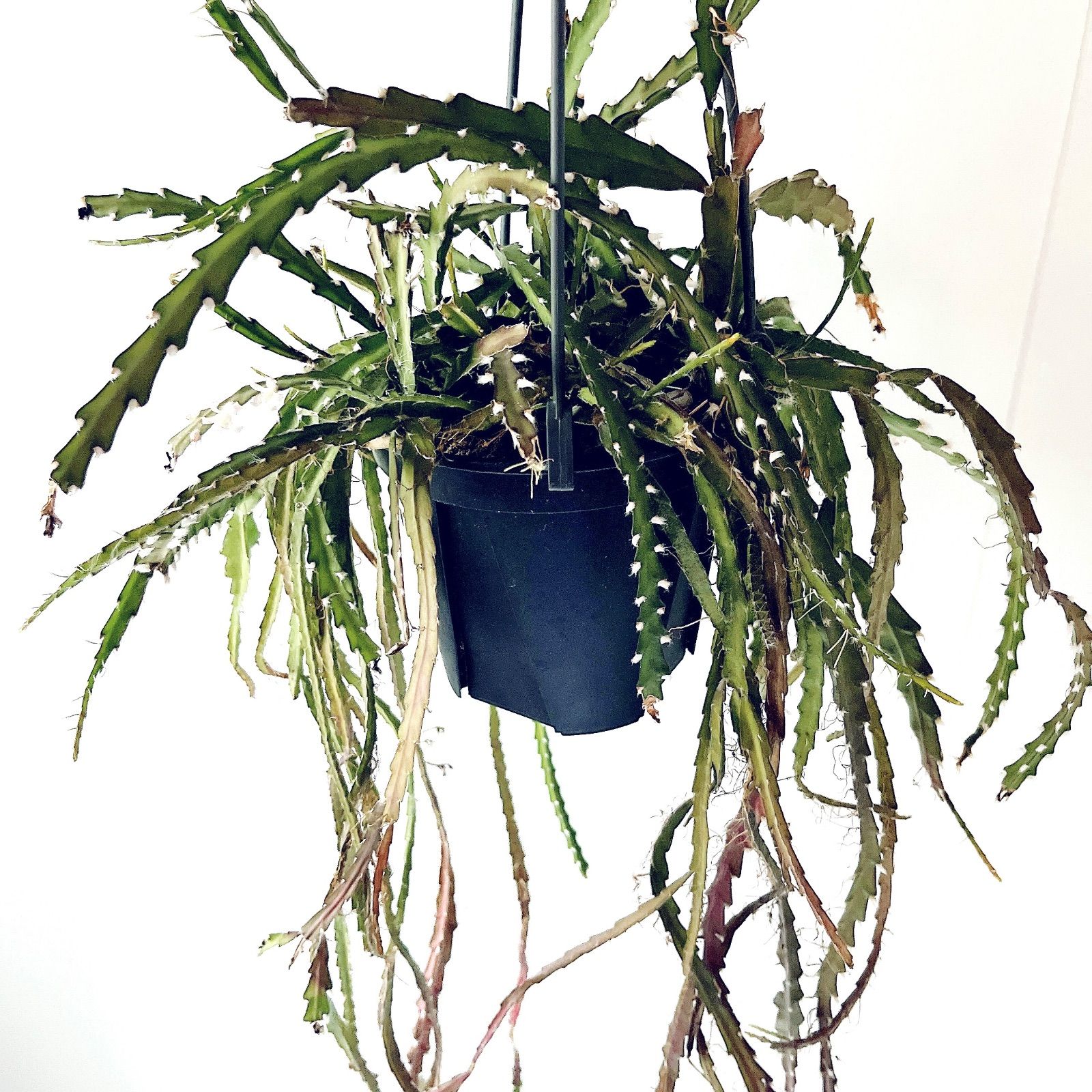観葉植物 【再入荷】レピスミウム クルシフォルメ calm cafe