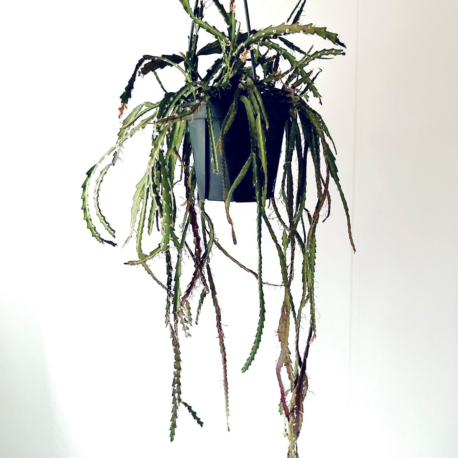 観葉植物 【再入荷】レピスミウム クルシフォルメ calm cafe