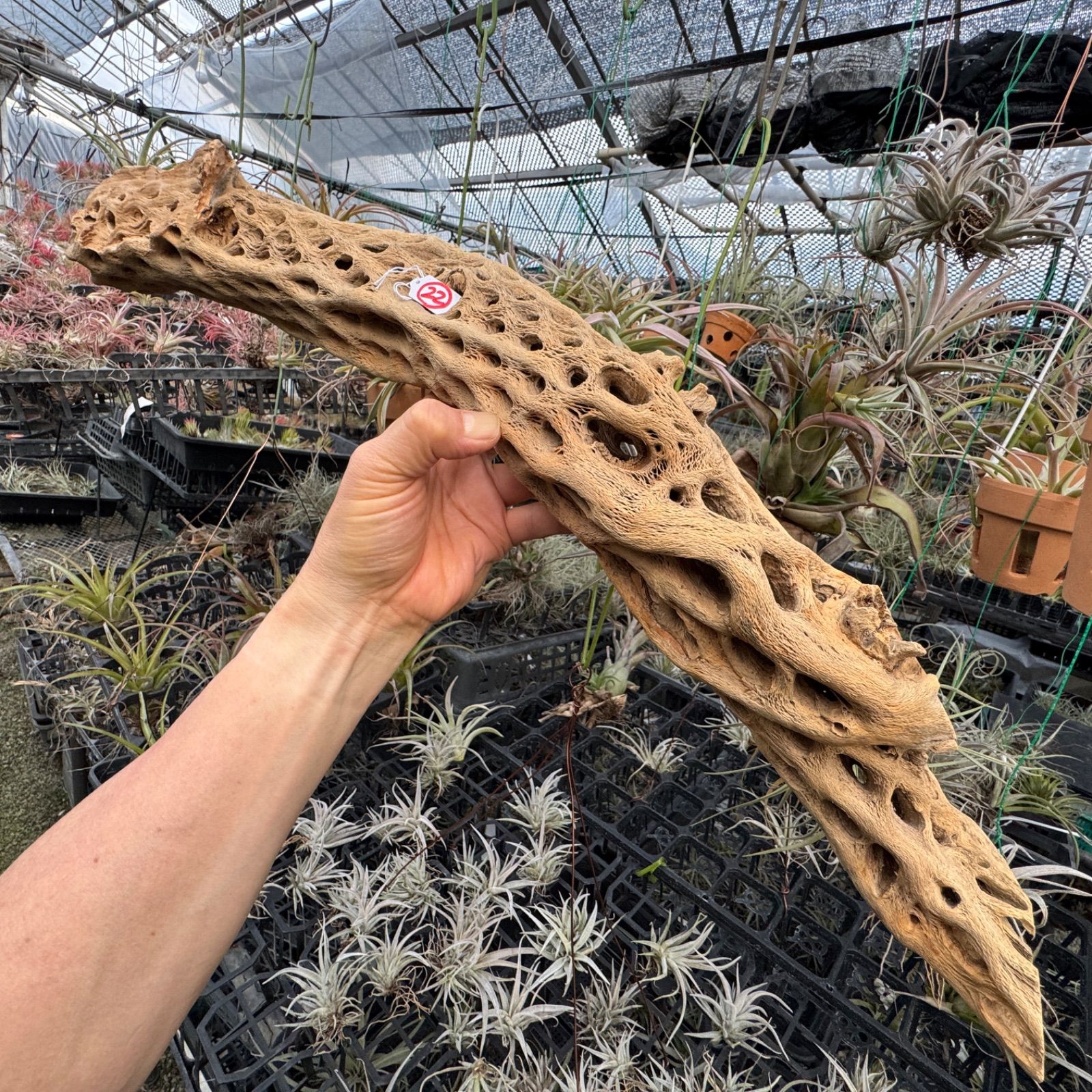 現品販売No.22＊カクタススケルトン＊最大H高:66cm / 最大W幅:20cm 