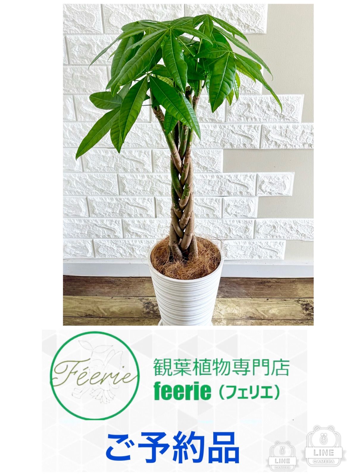 パキラ⭐️編み込み⭐️観葉植物