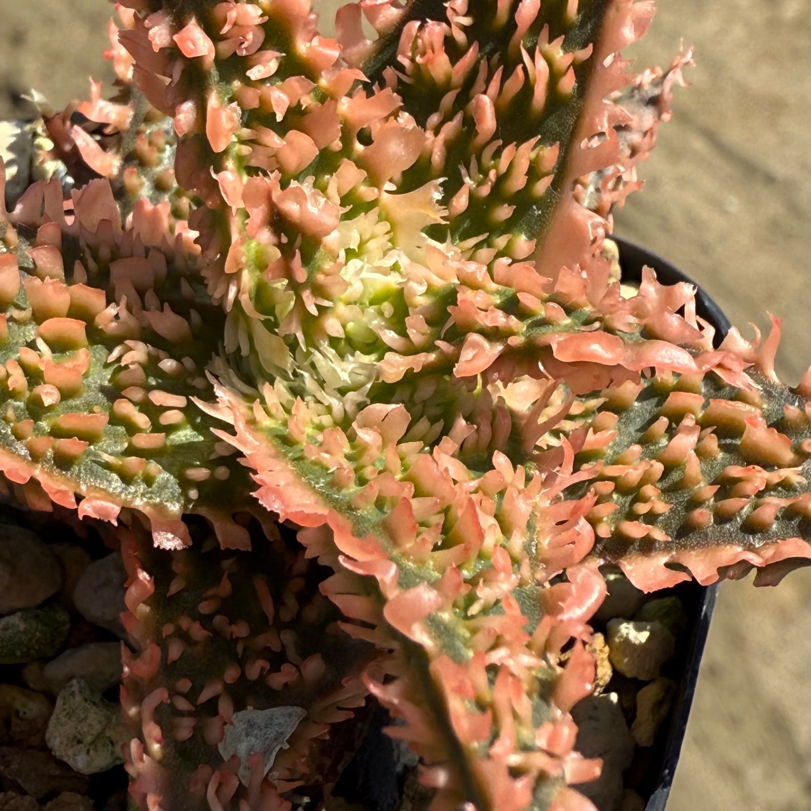 13 Aloe hyb アロエ ハイブリッド 実生未繁殖苗(多肉植物 観葉 13 Aloe hyb アロエ ハイブリッド 実生未繁殖苗(多肉植物 観葉