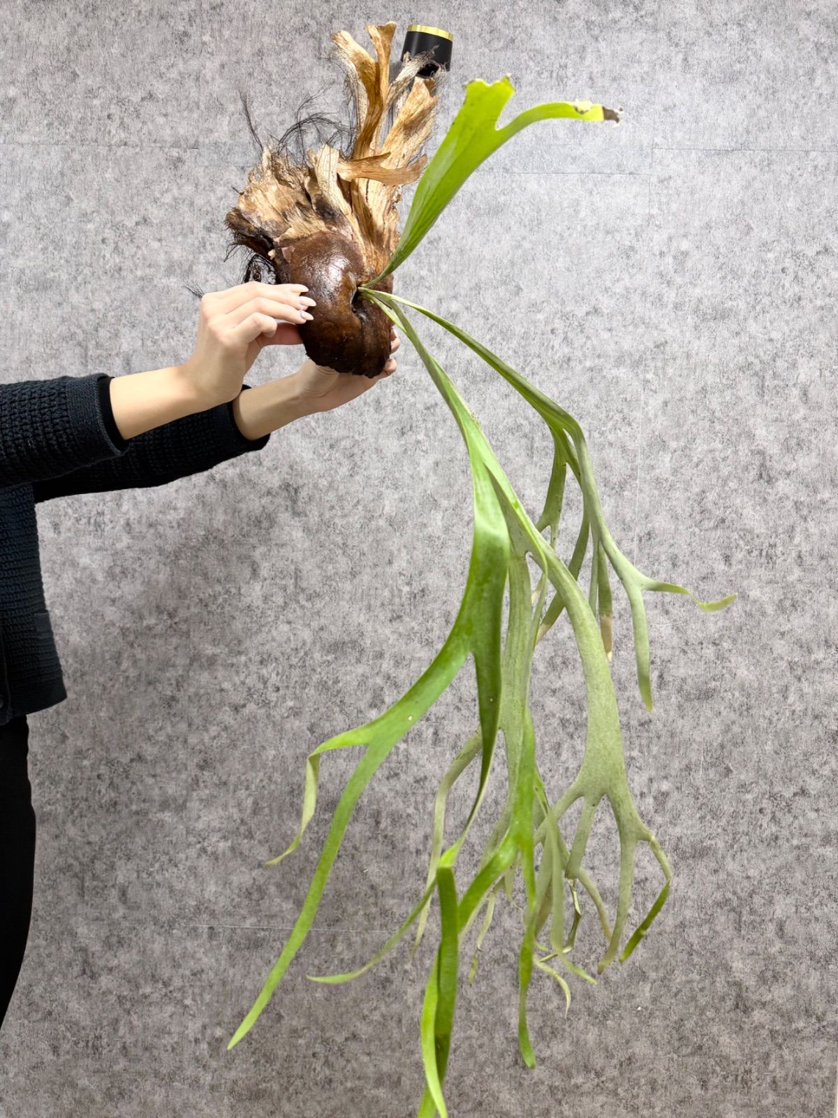 輸入直後!! ▽P.willinckii Wild East Java▽ 16ウィリンキー ワイルド