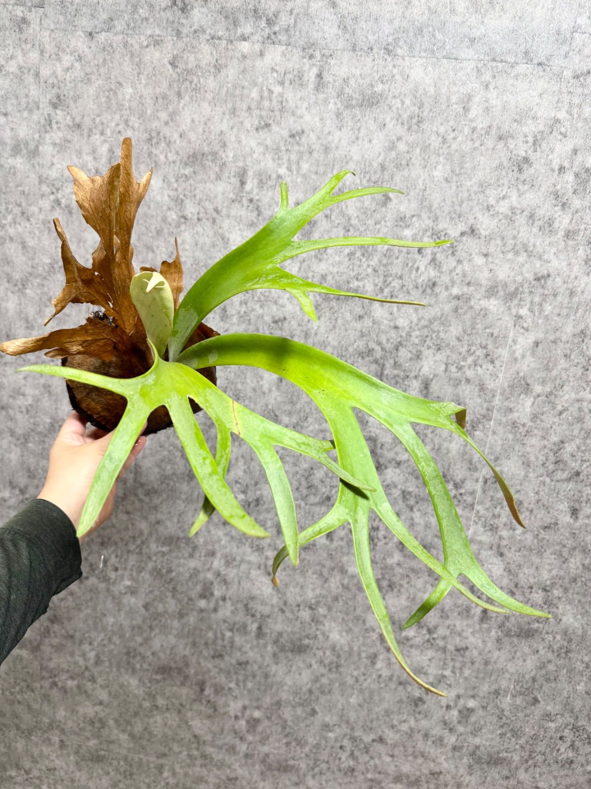 輸入直後!! ▽P.willinckii Wild East Java▽ 16ウィリンキー ワイルド