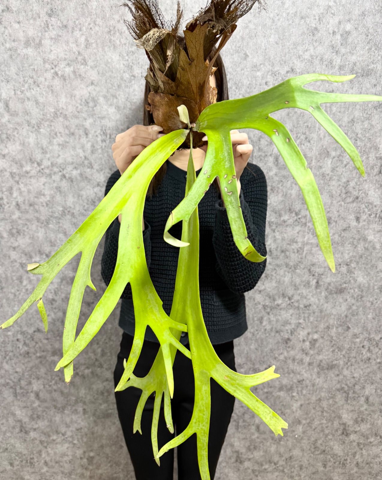 輸入直後!! ▽P.willinckii Wild East Java▽ 16ウィリンキー ワイルド