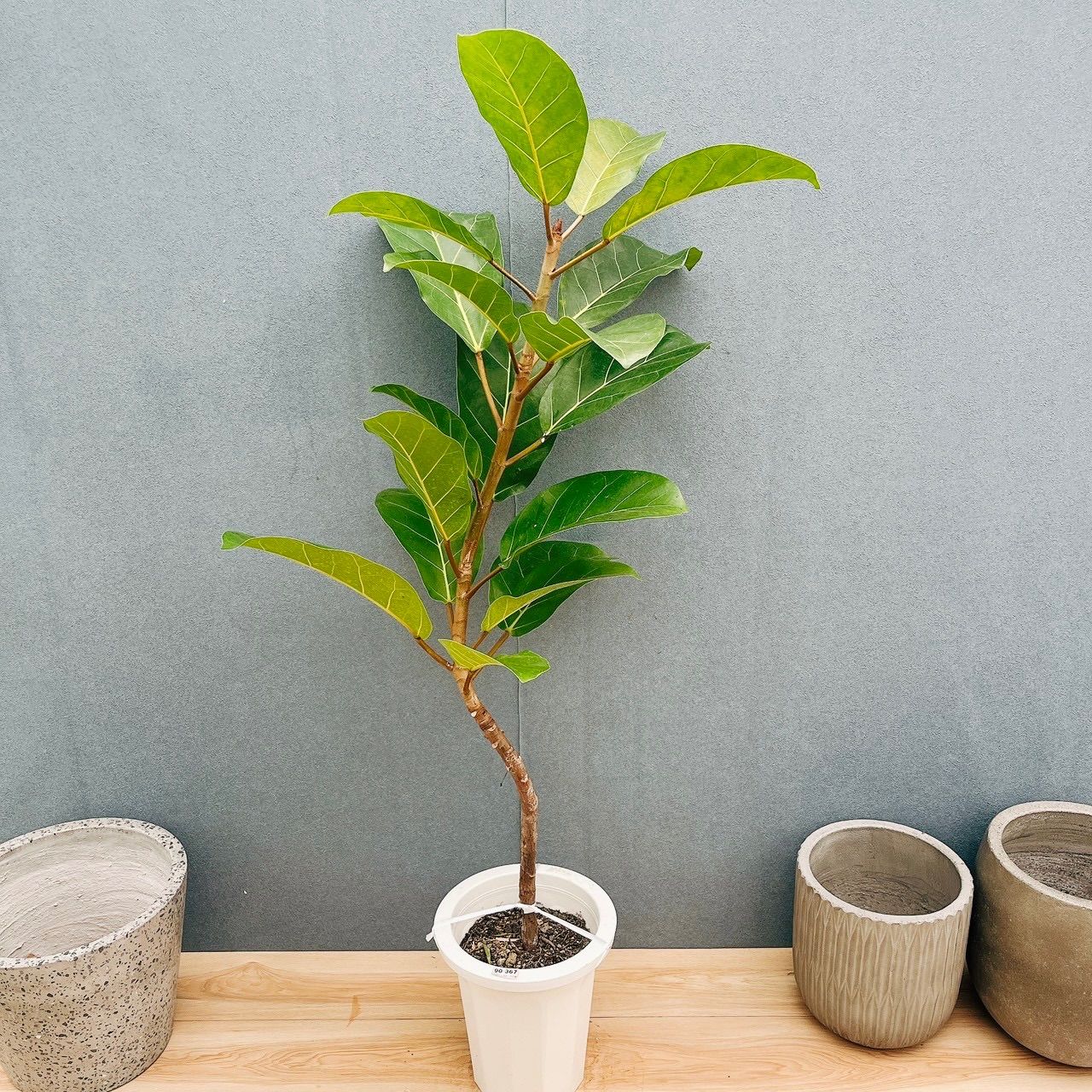 在庫］【希少】フィカス アフリカンプリンス 8号 観葉植物 室内 大型
