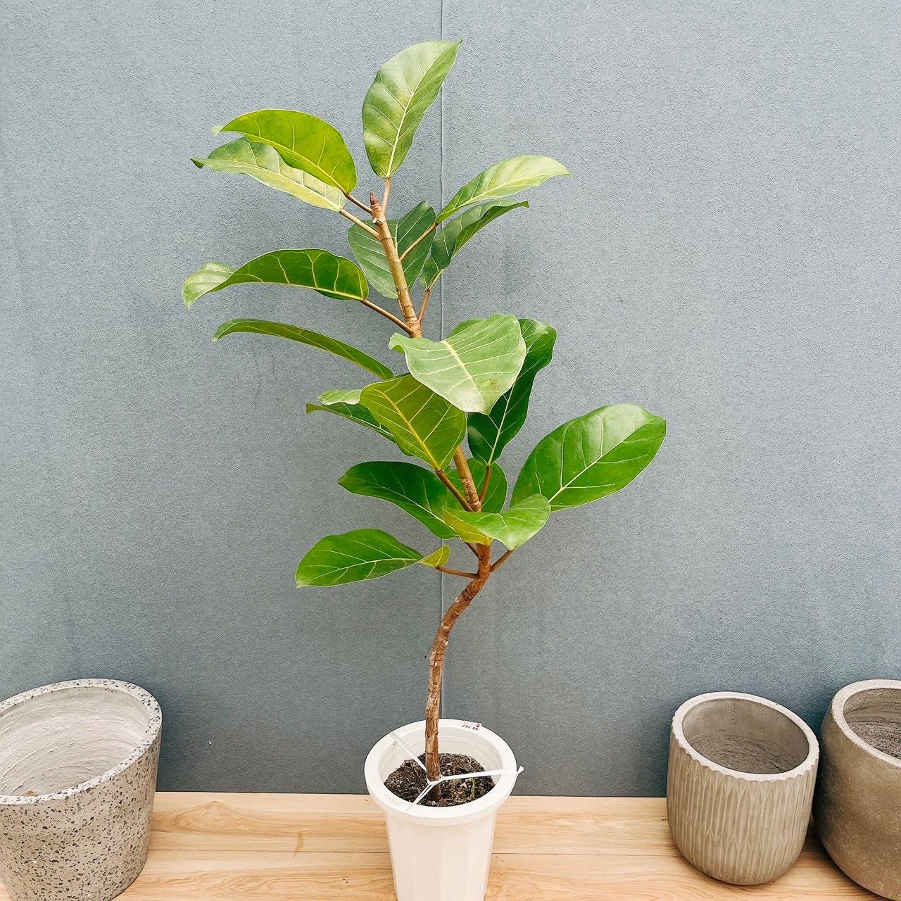 希少 フィカス アフリカンプリンス 陶器鉢仕立て 受け皿 観葉植物 大型 室内 在庫］【希少】フィカス アフリカンプリンス 8号 観葉植物 室内 大型