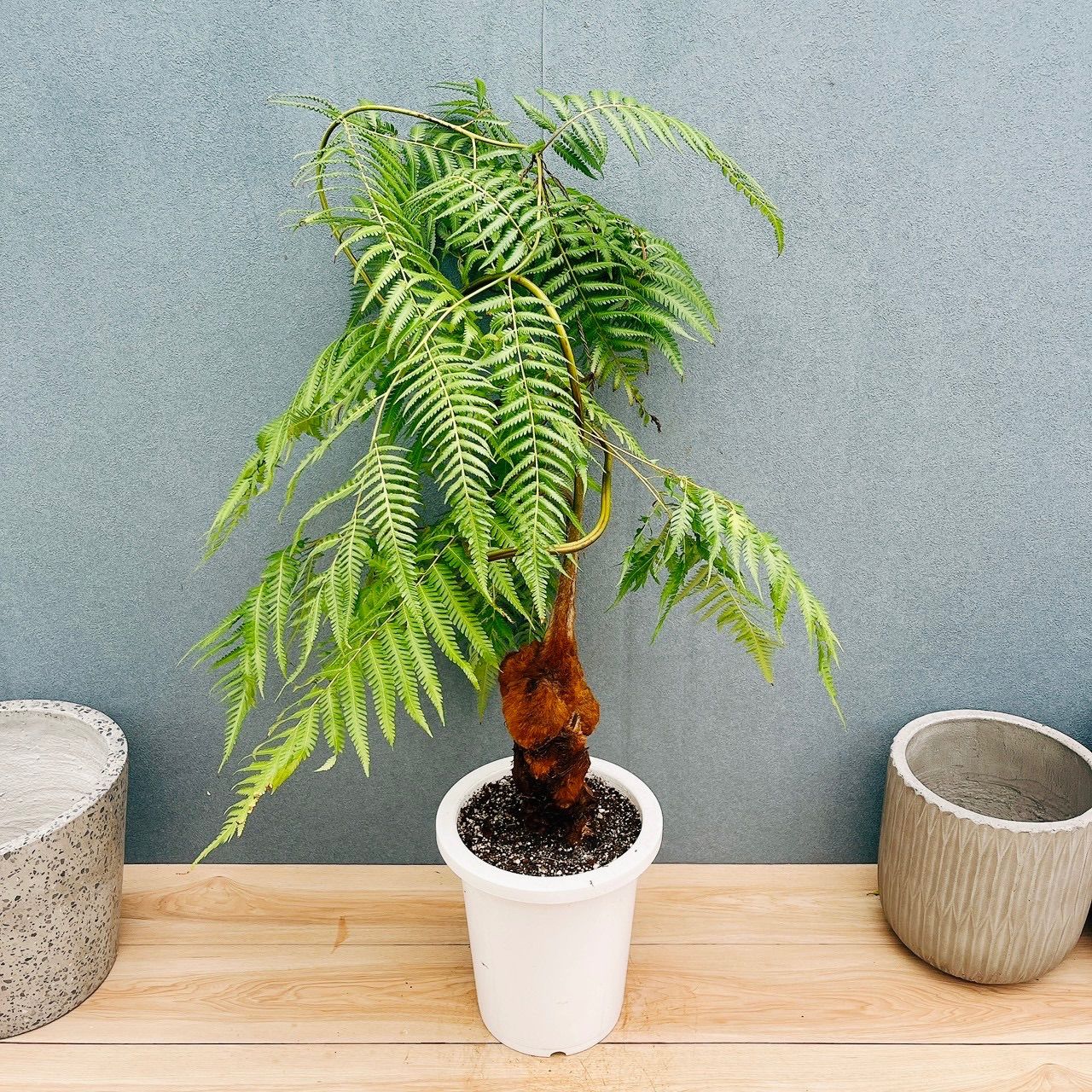 タカワラビ キンモウコウ 現品 希少 30番 キンモウコウ 8号 観葉植物